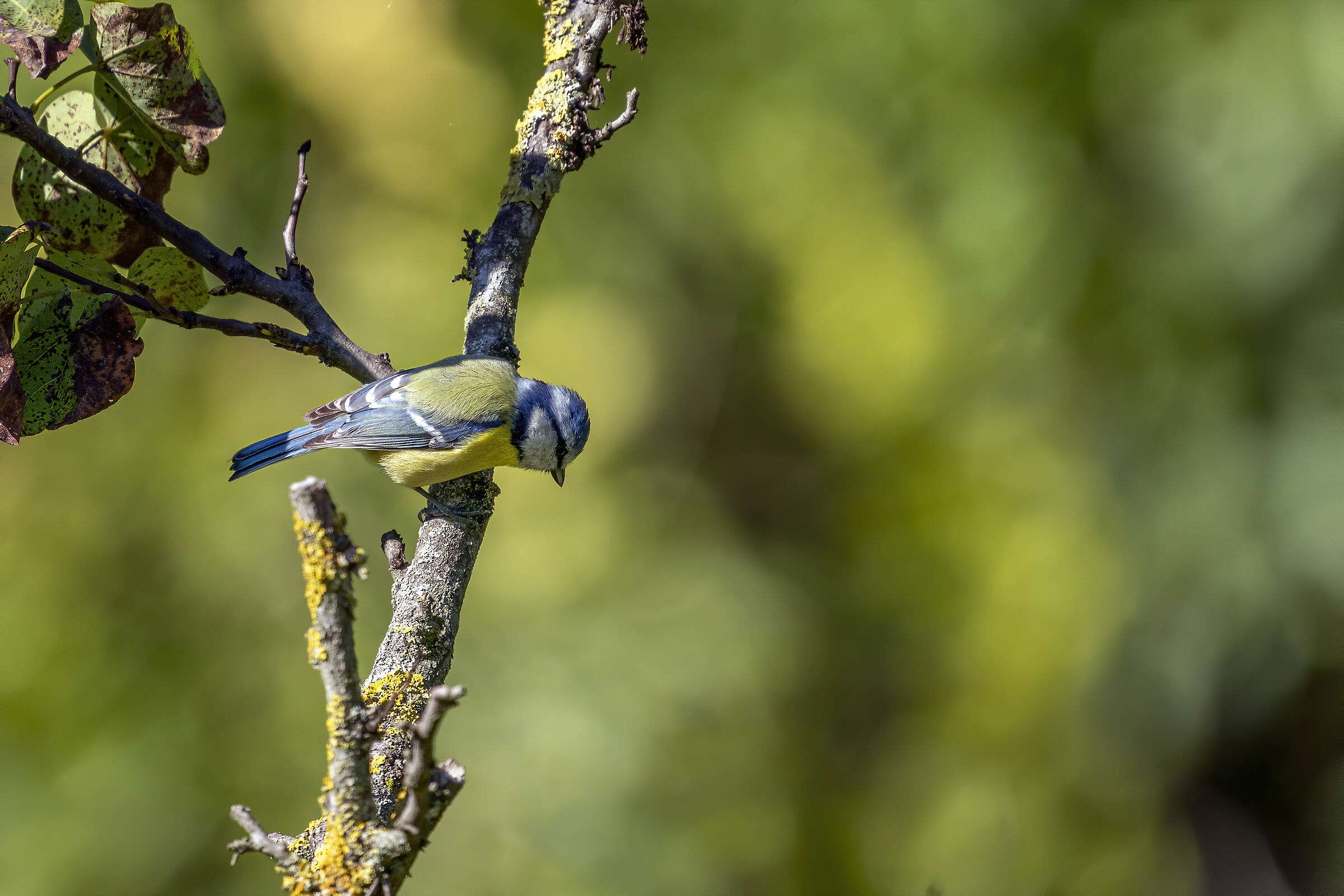 Cinciarella - Parco Talenti - Roma