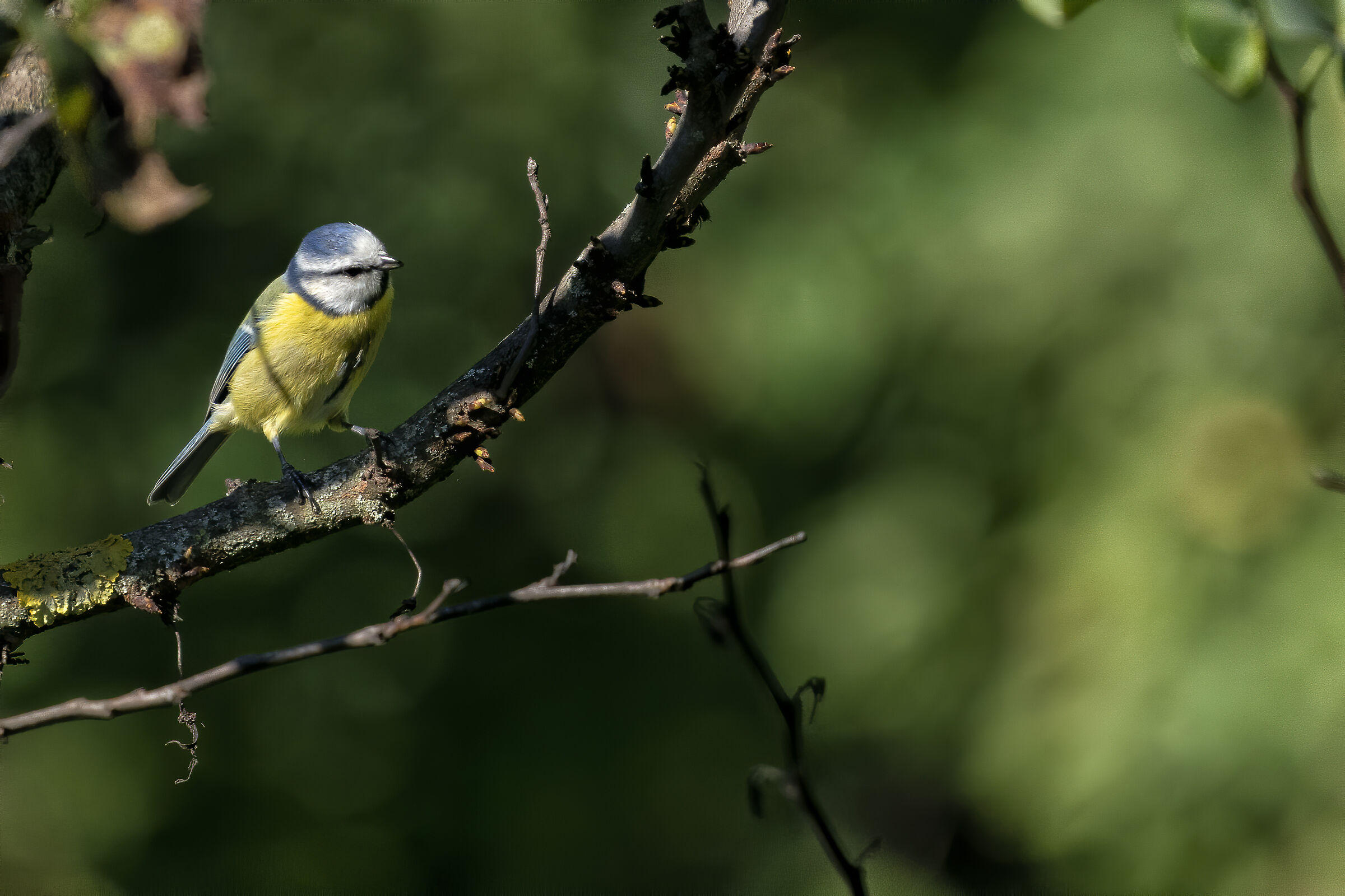 Cinciarella - Parco Talenti - Roma