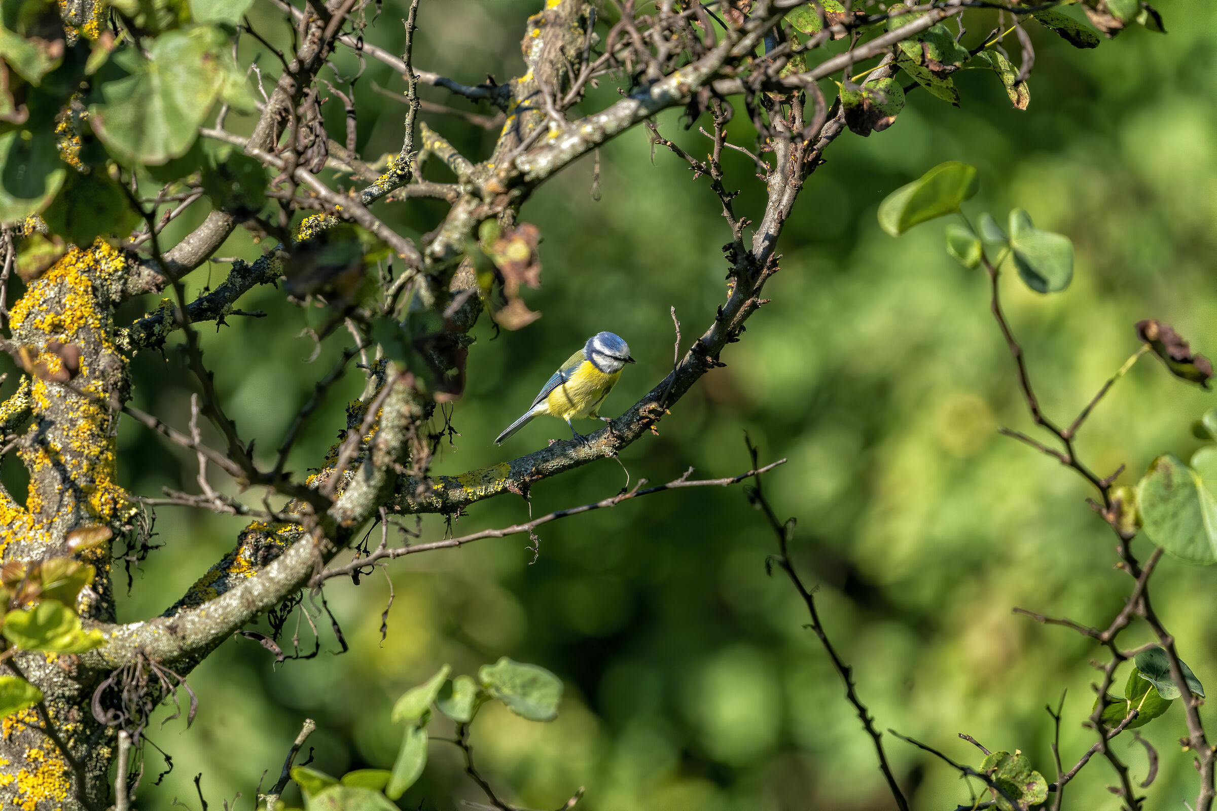 Cinciarella - Parco Talenti - Roma (full frame)