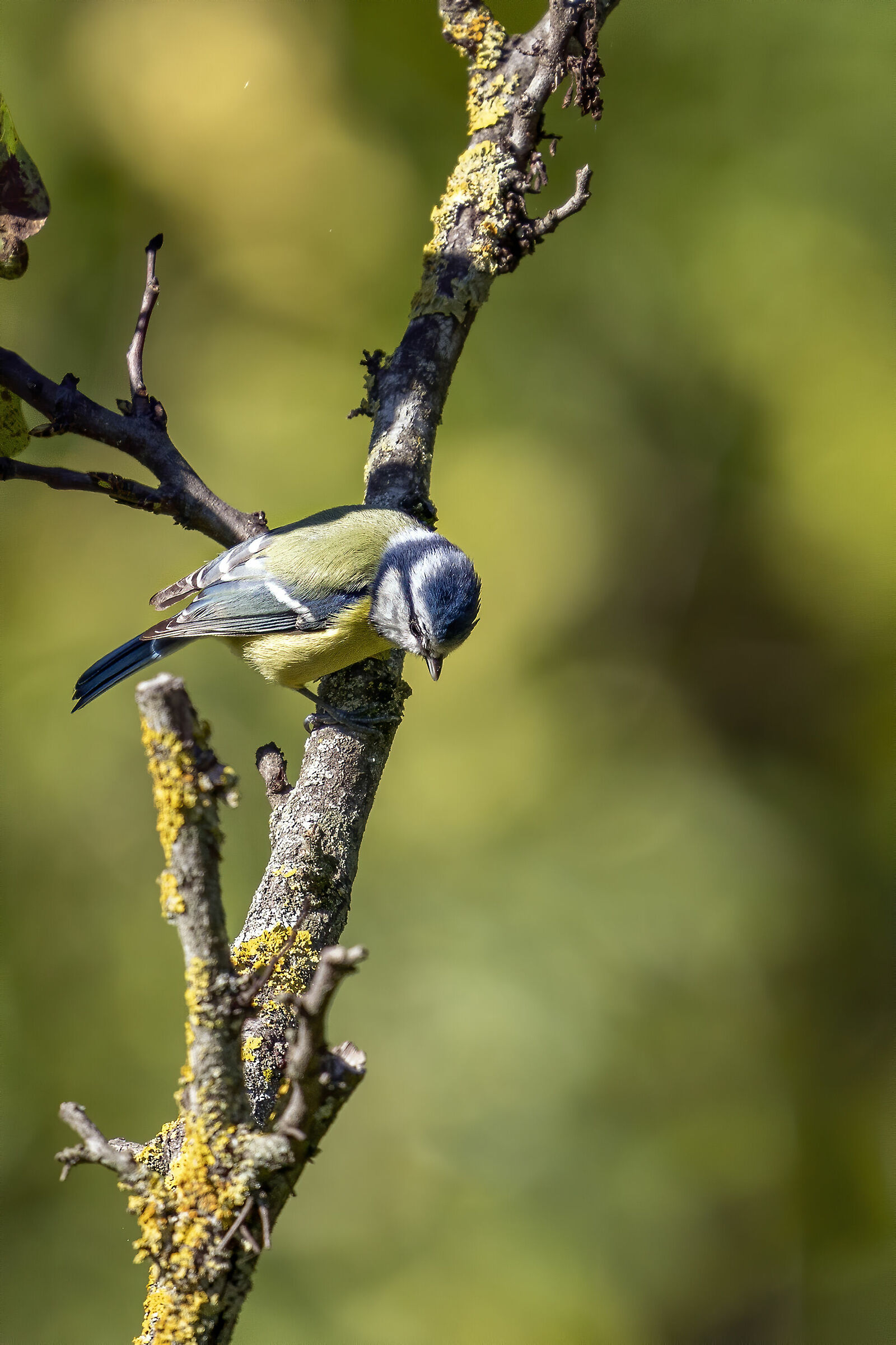 Cinciarella - Parco Talenti - Roma (crop)