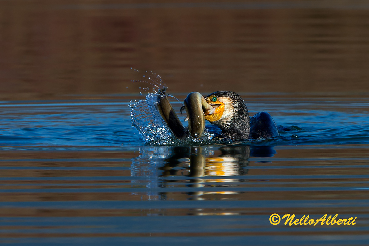 altra caccia 07-01-2013