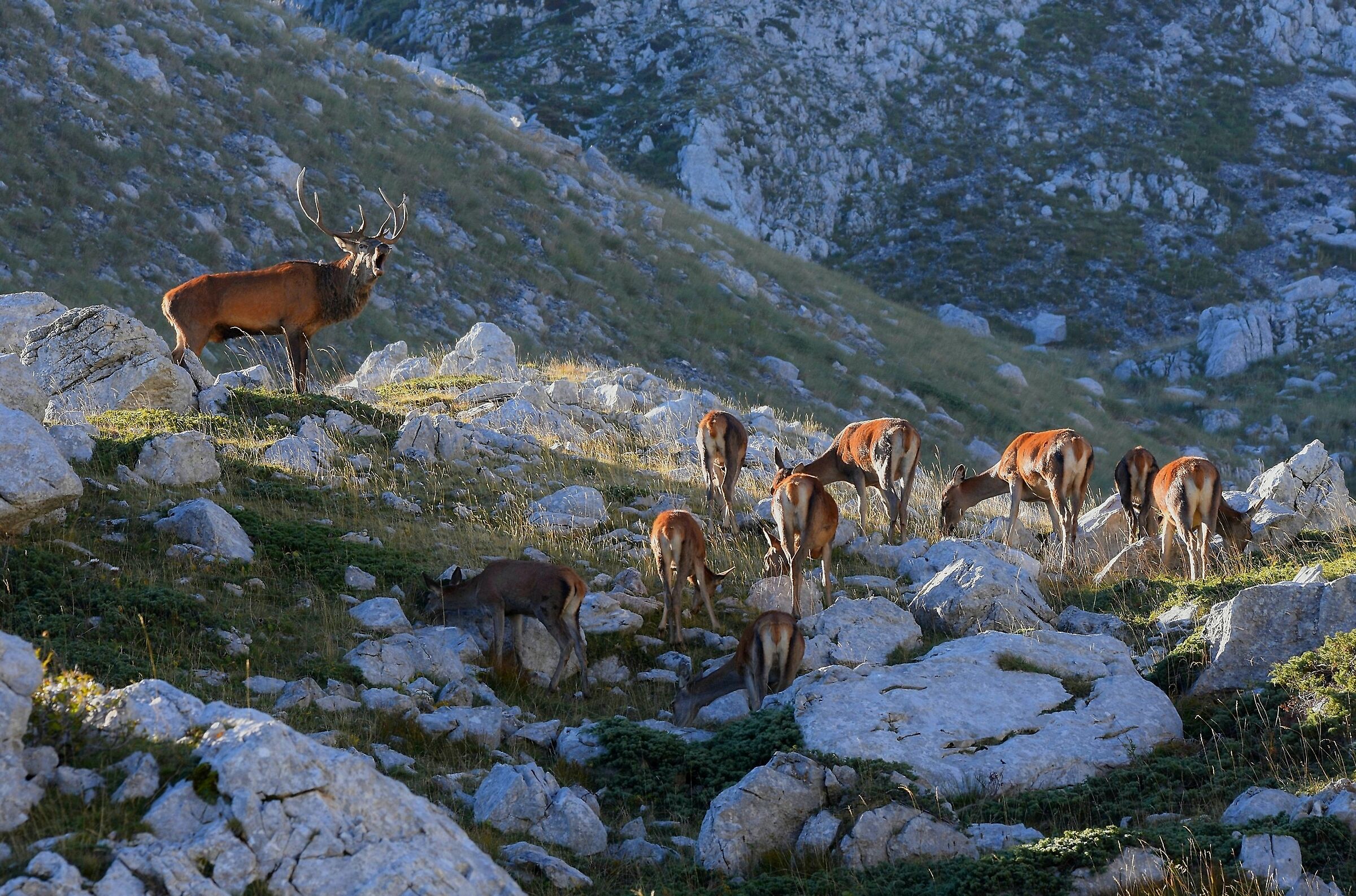 The Lighting (Cervus elaphus)