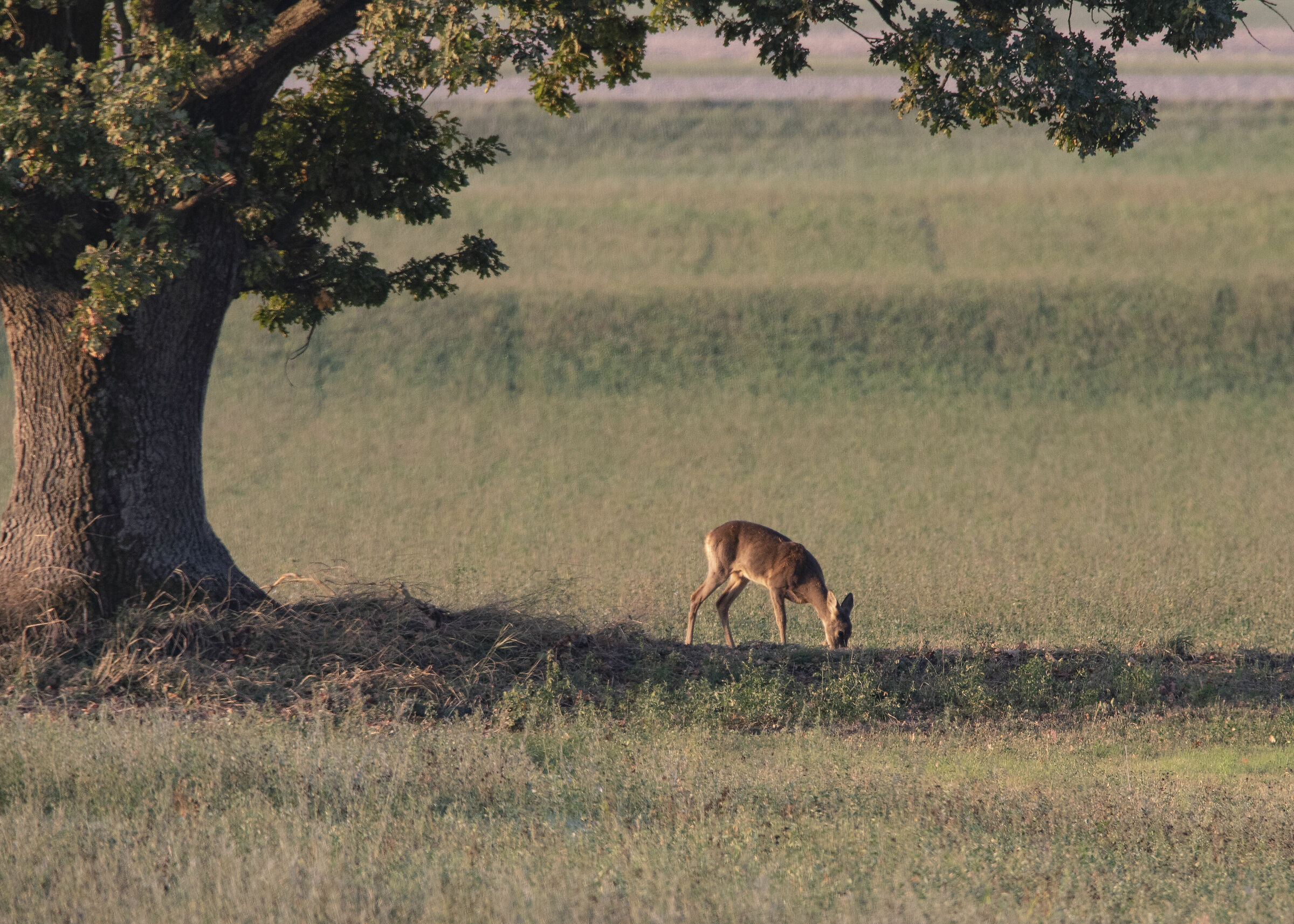 La colazione è il pasto più importante della g...