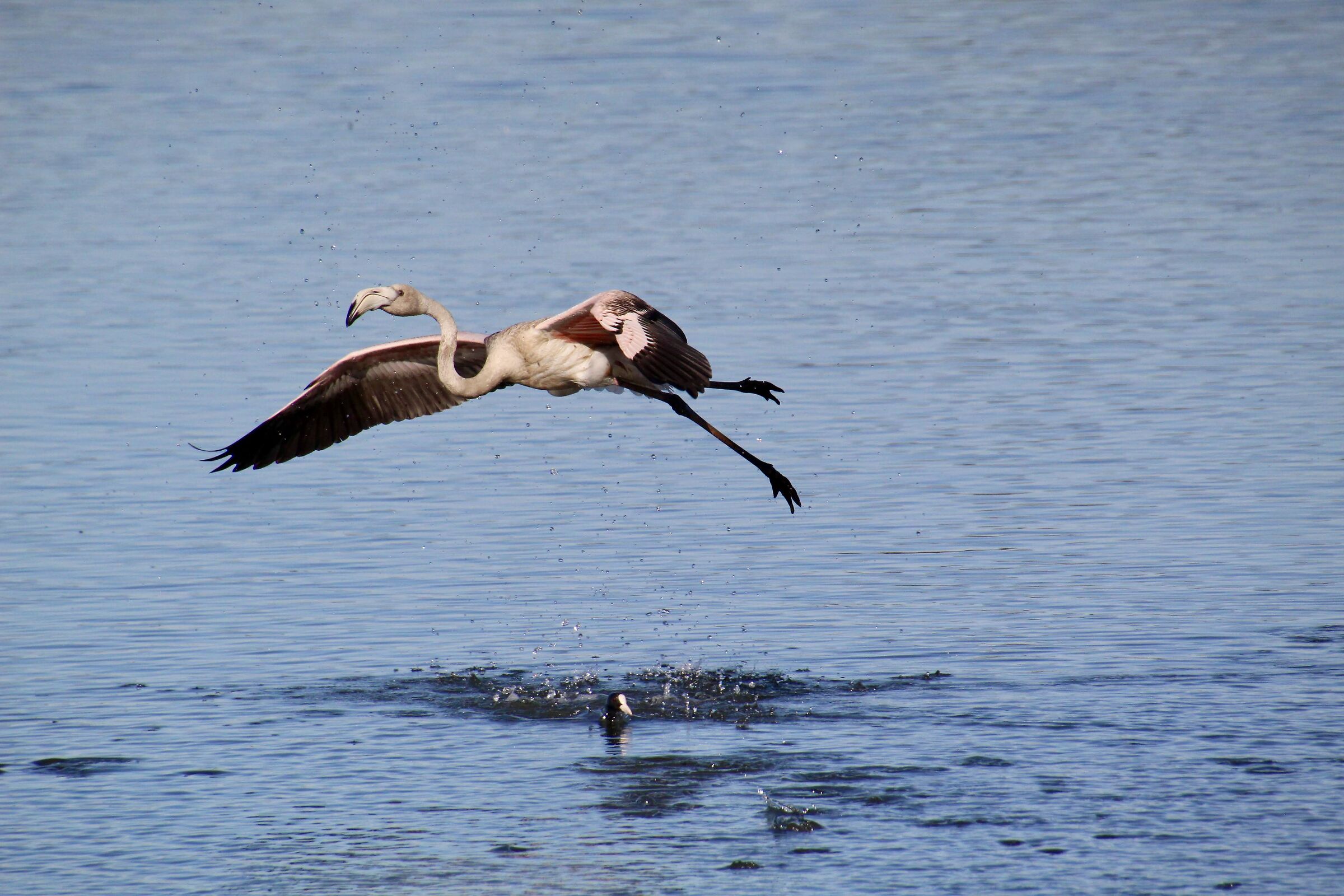 Flamingo Lake Fogliano