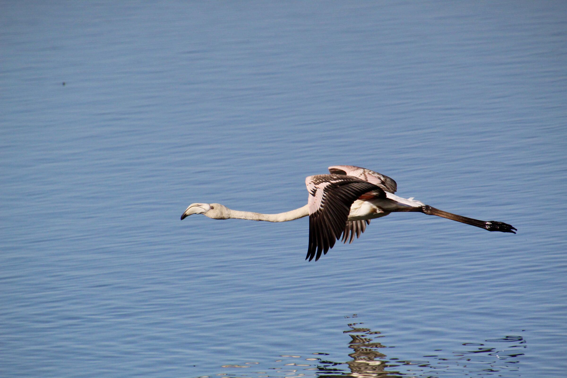 fenicottero phoenicopterus roseus