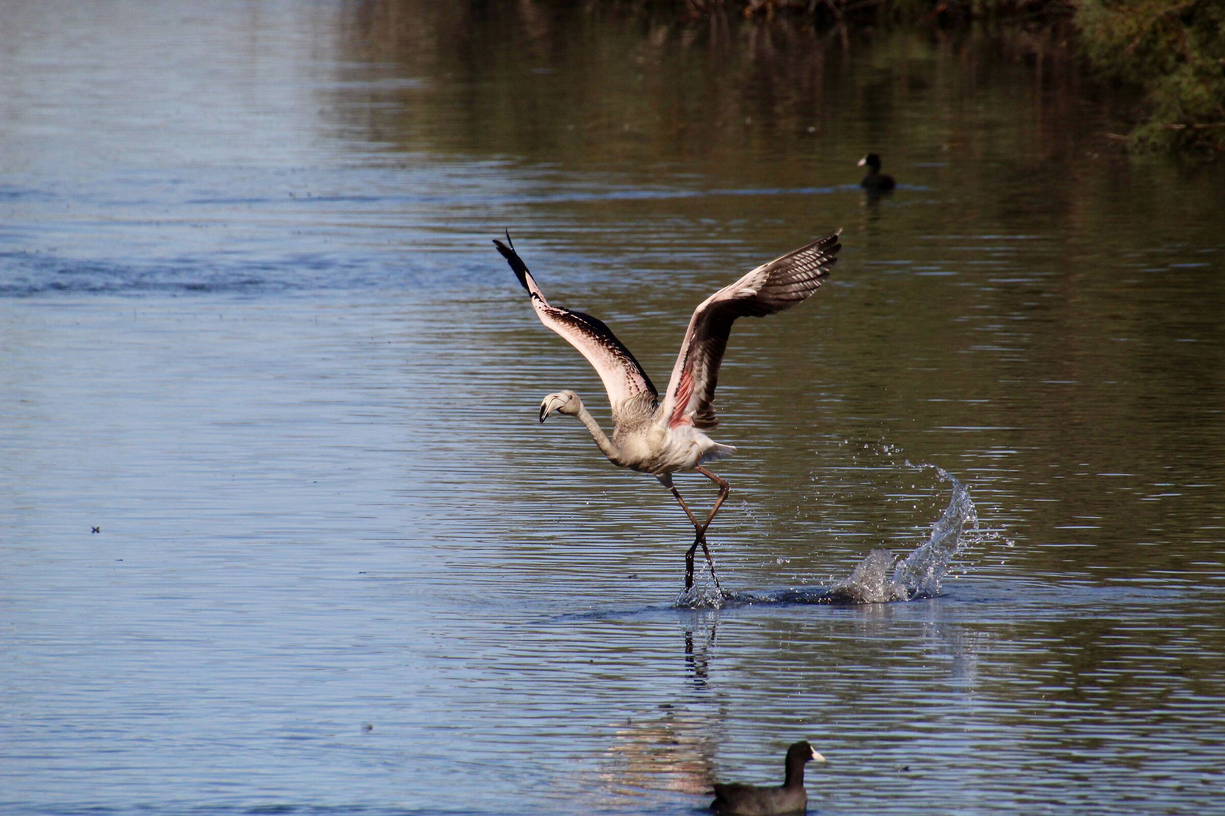 flamingo phoenicopterus roseus