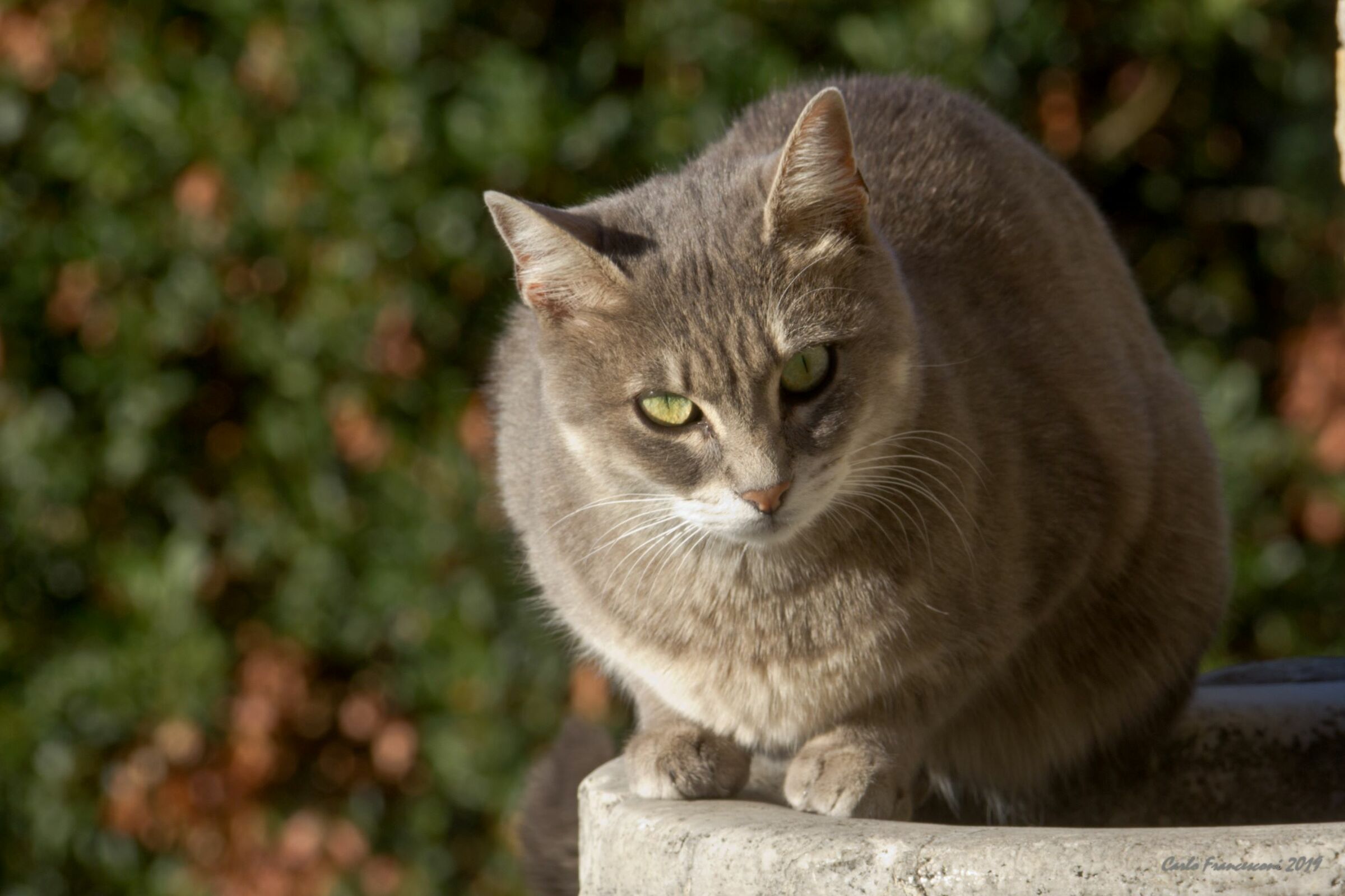 Una micina per le strade di Pruno