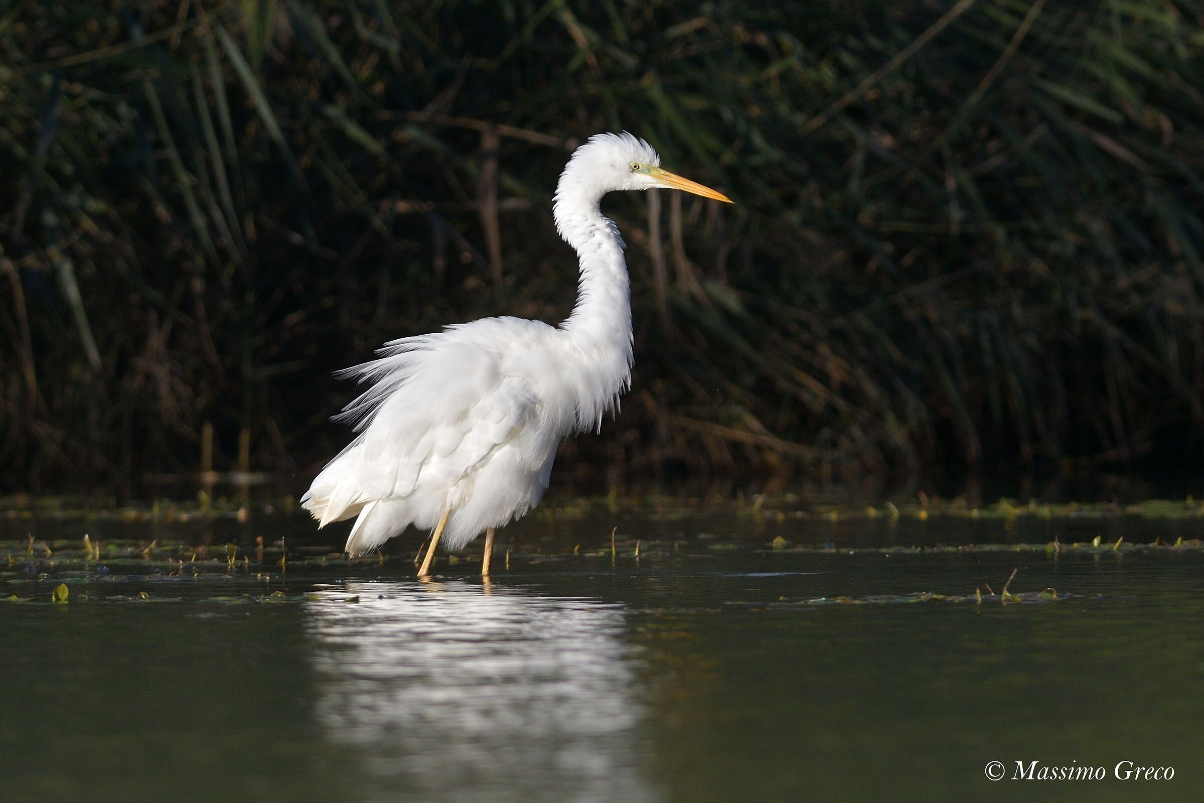 Major white heron