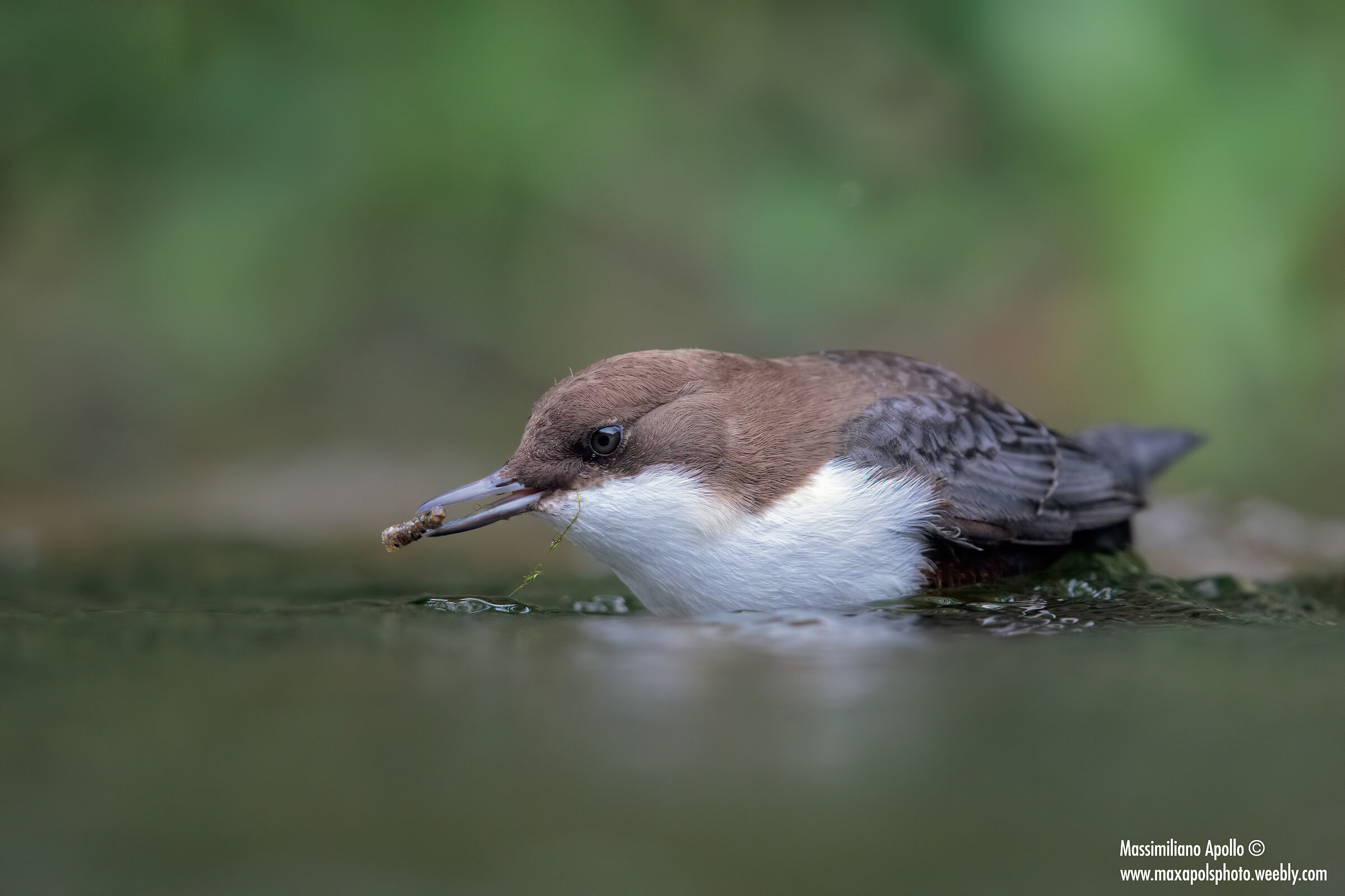 A caccia nel torrente...