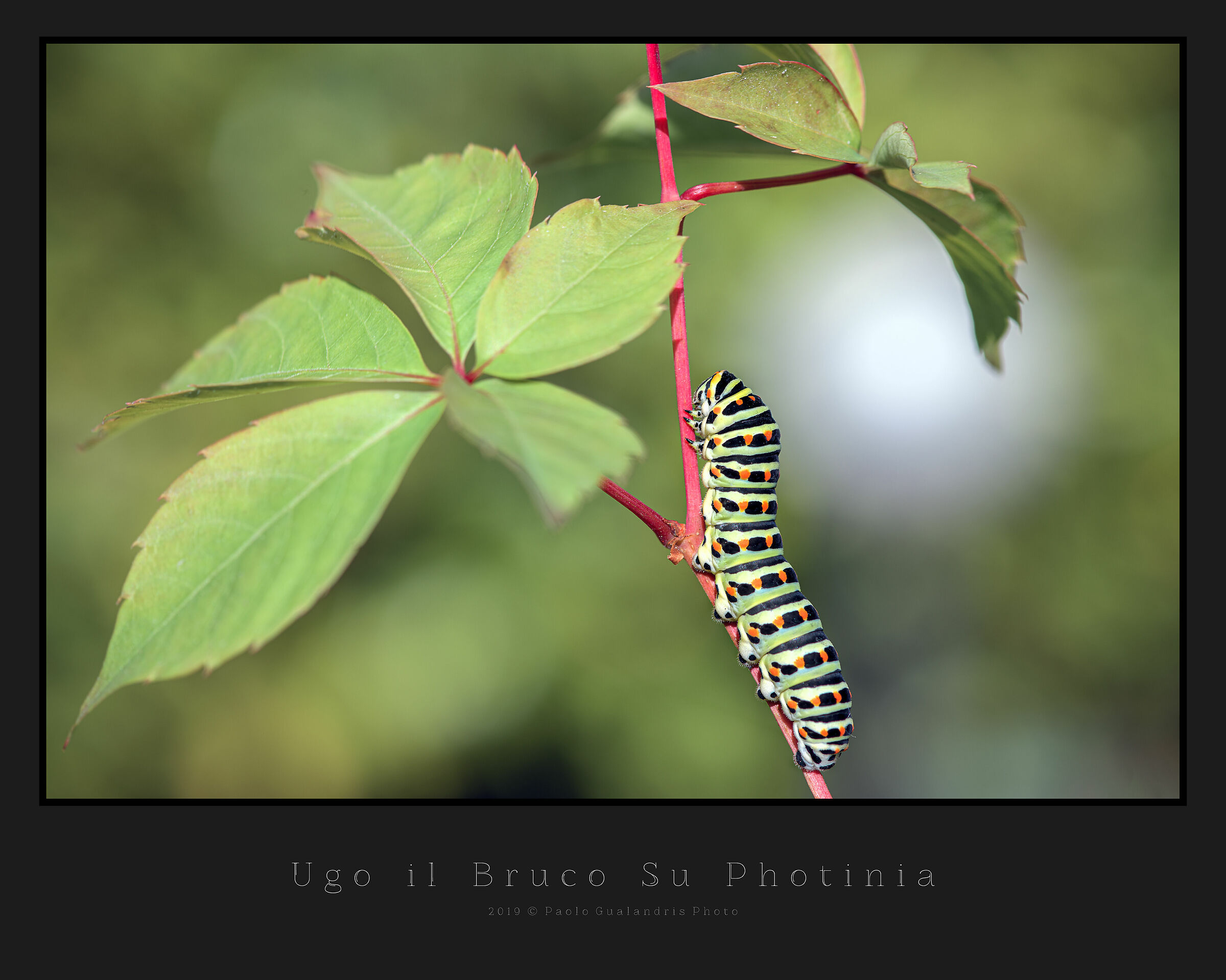 Ugo The Caterpillar On Photinia