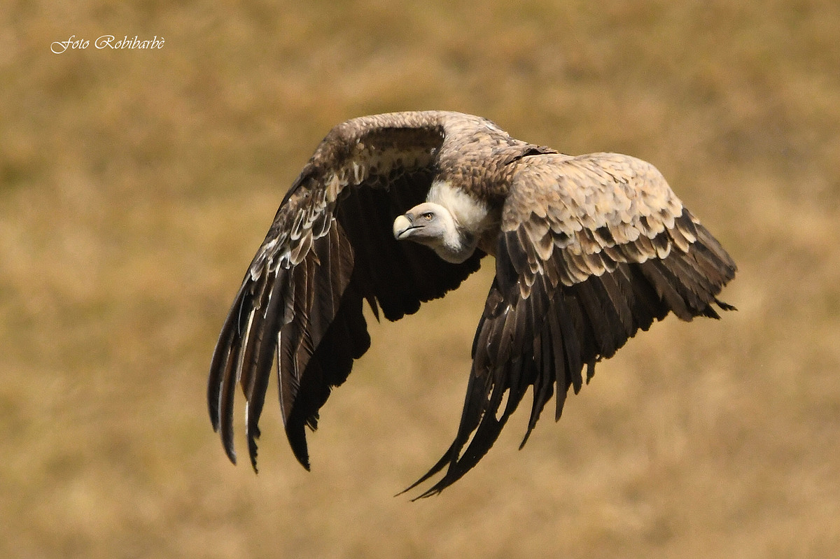 Griffin in flight...