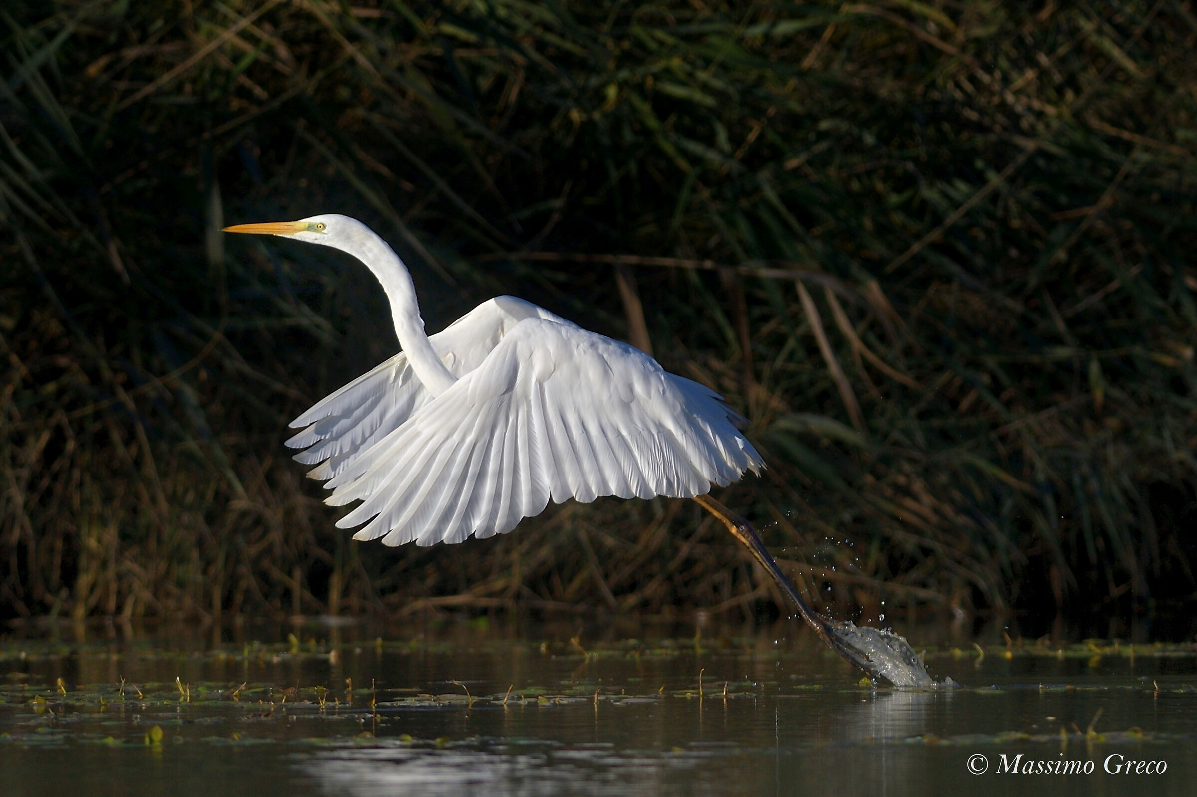 Airone bianco maggiore
