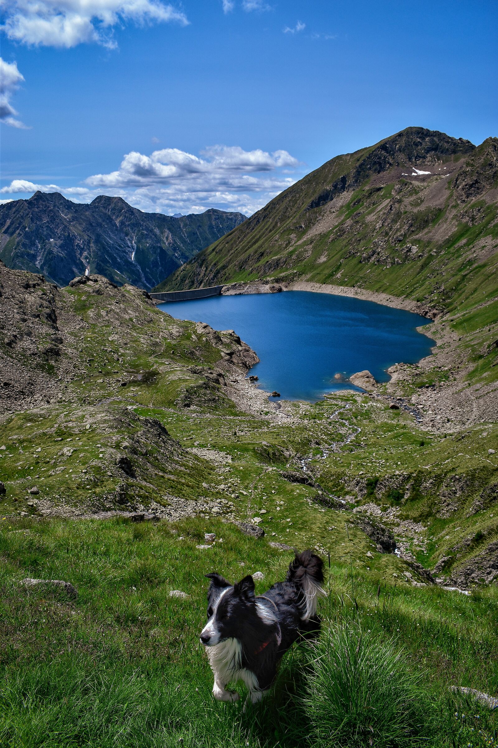 Dog walking through the mountains