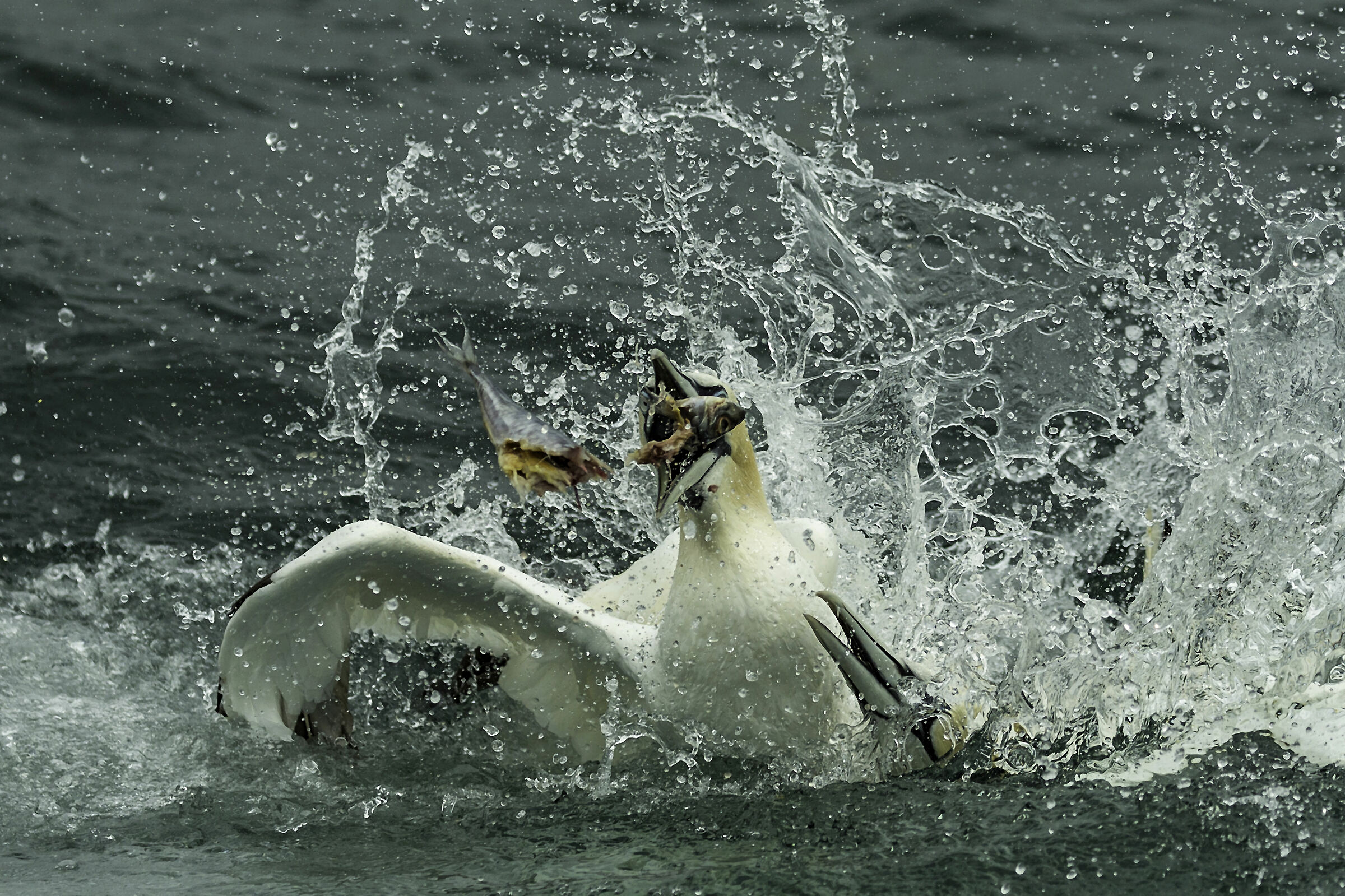 Greedy Gannets
