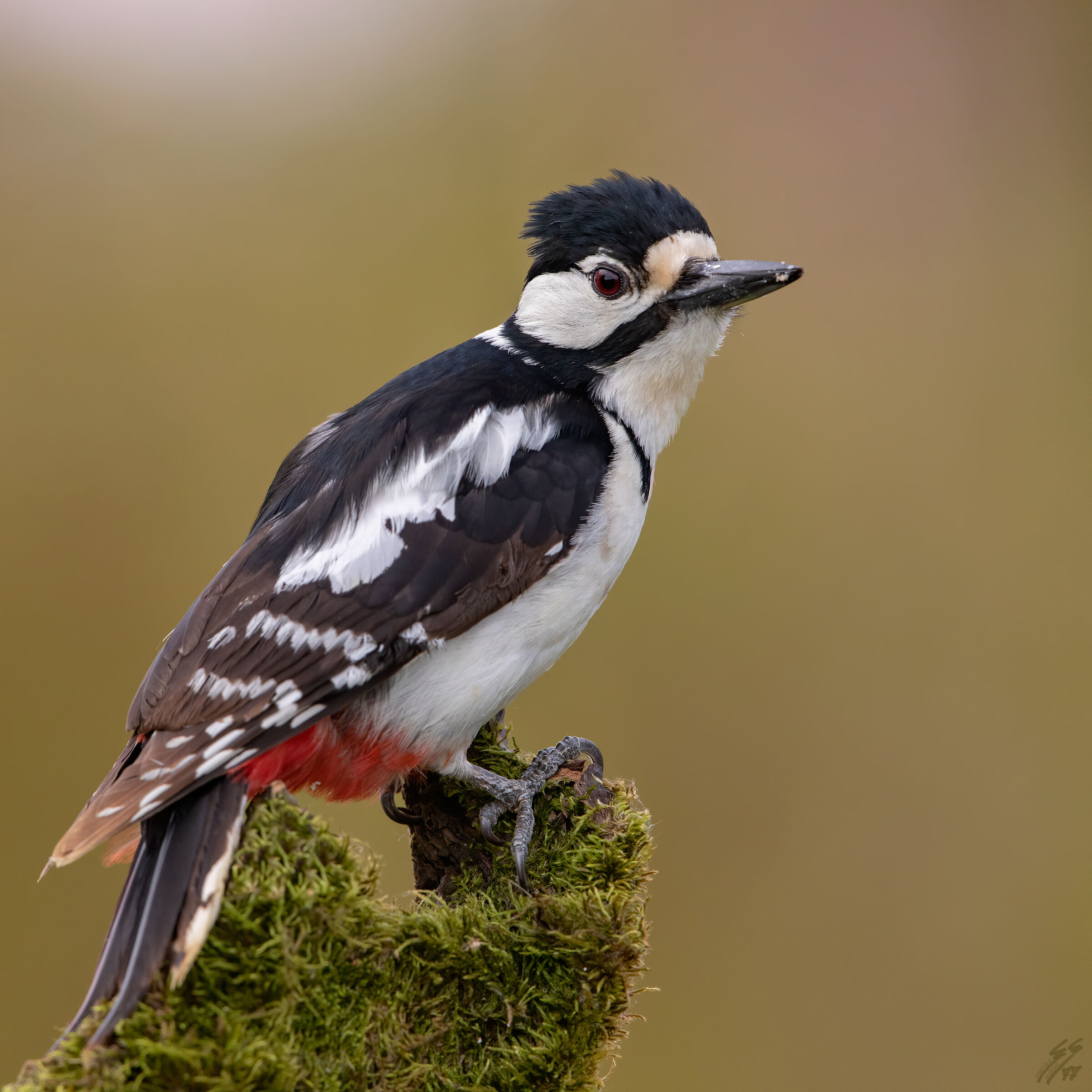 ..picchio rosso maggiore..