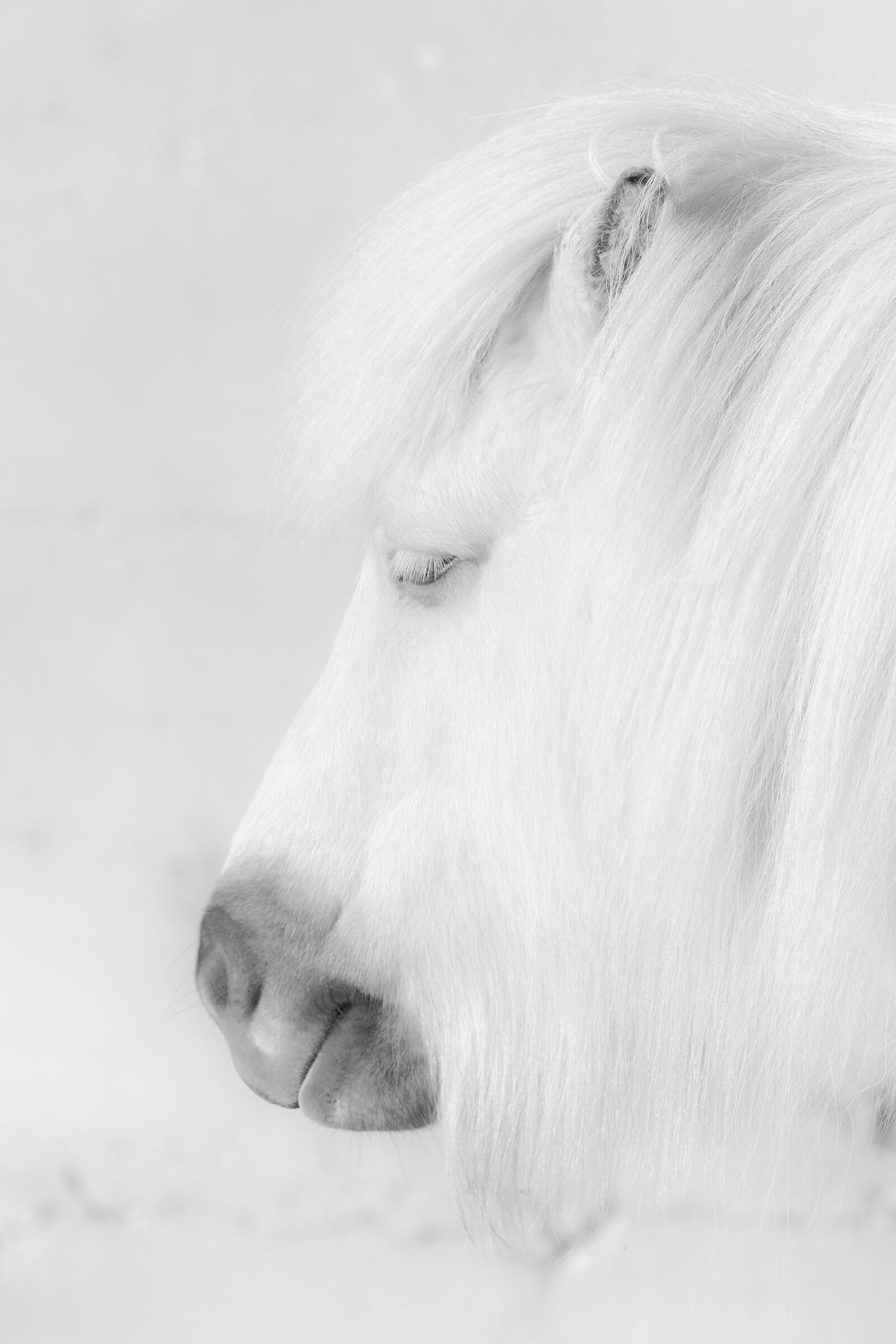 Icelandic pony