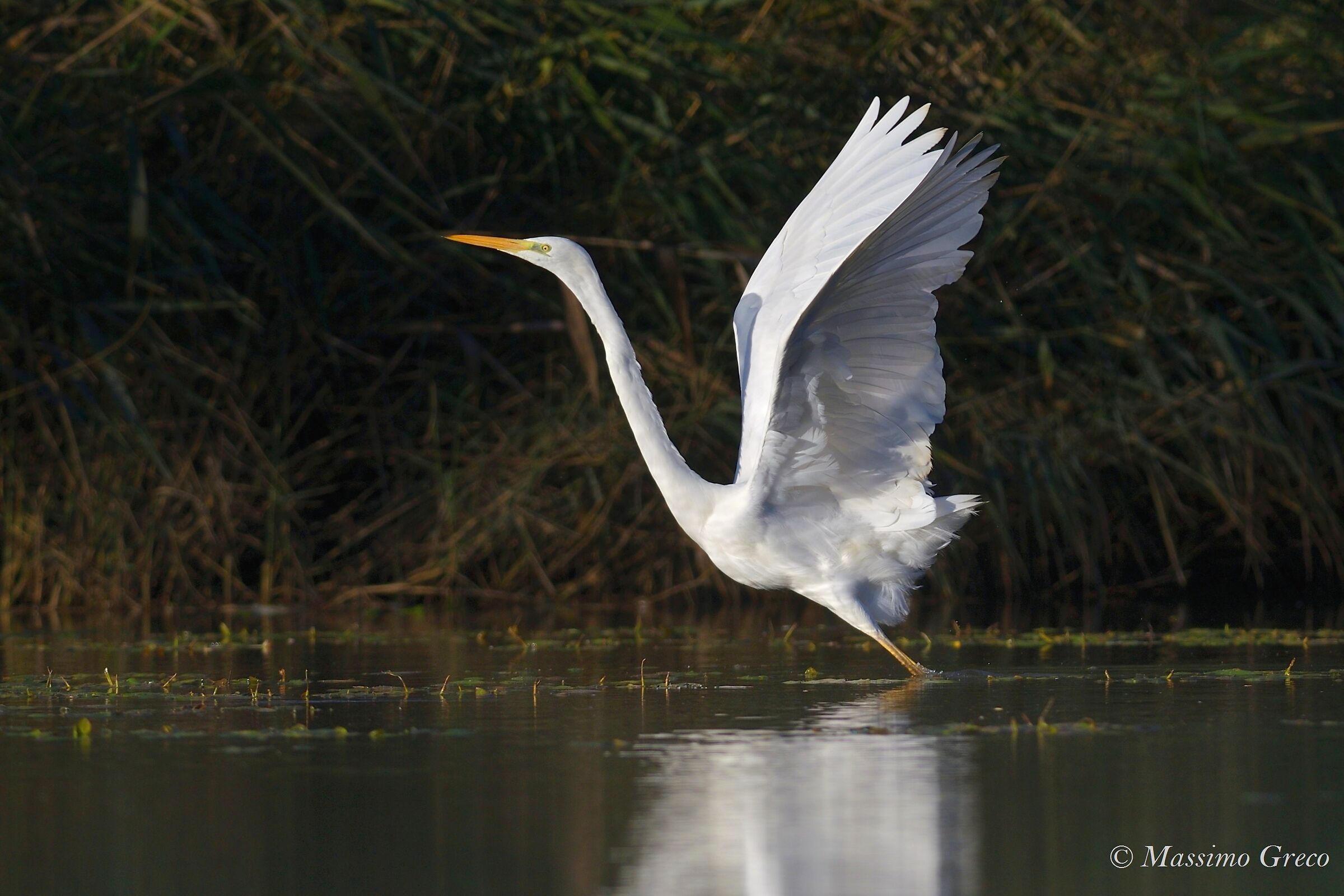 Major white heron