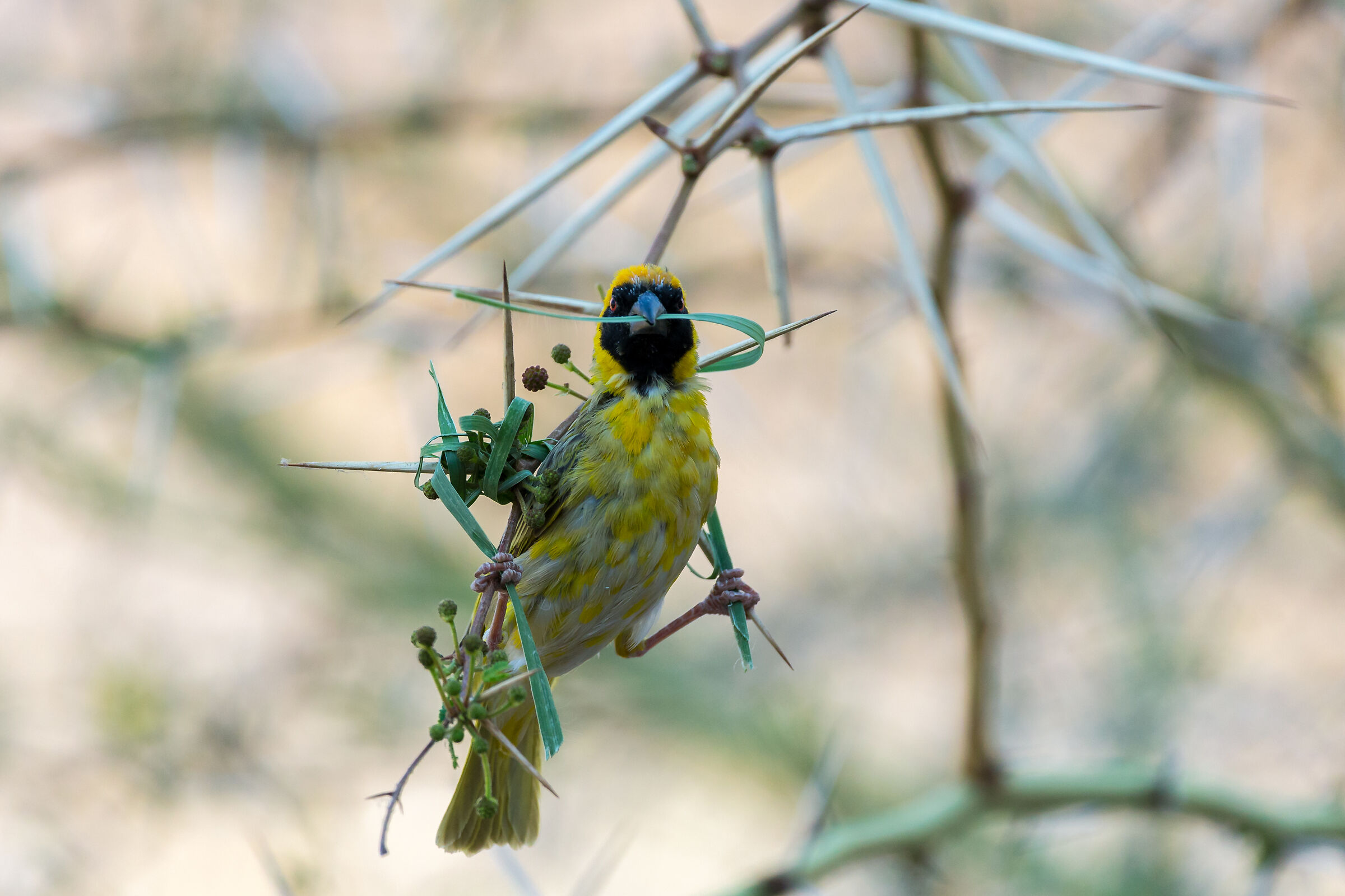 Masked Weaver Bird