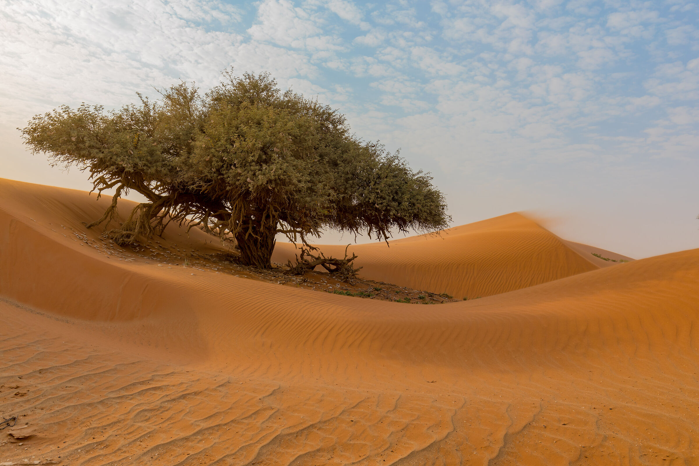 Camel tree In Namibian sand storm