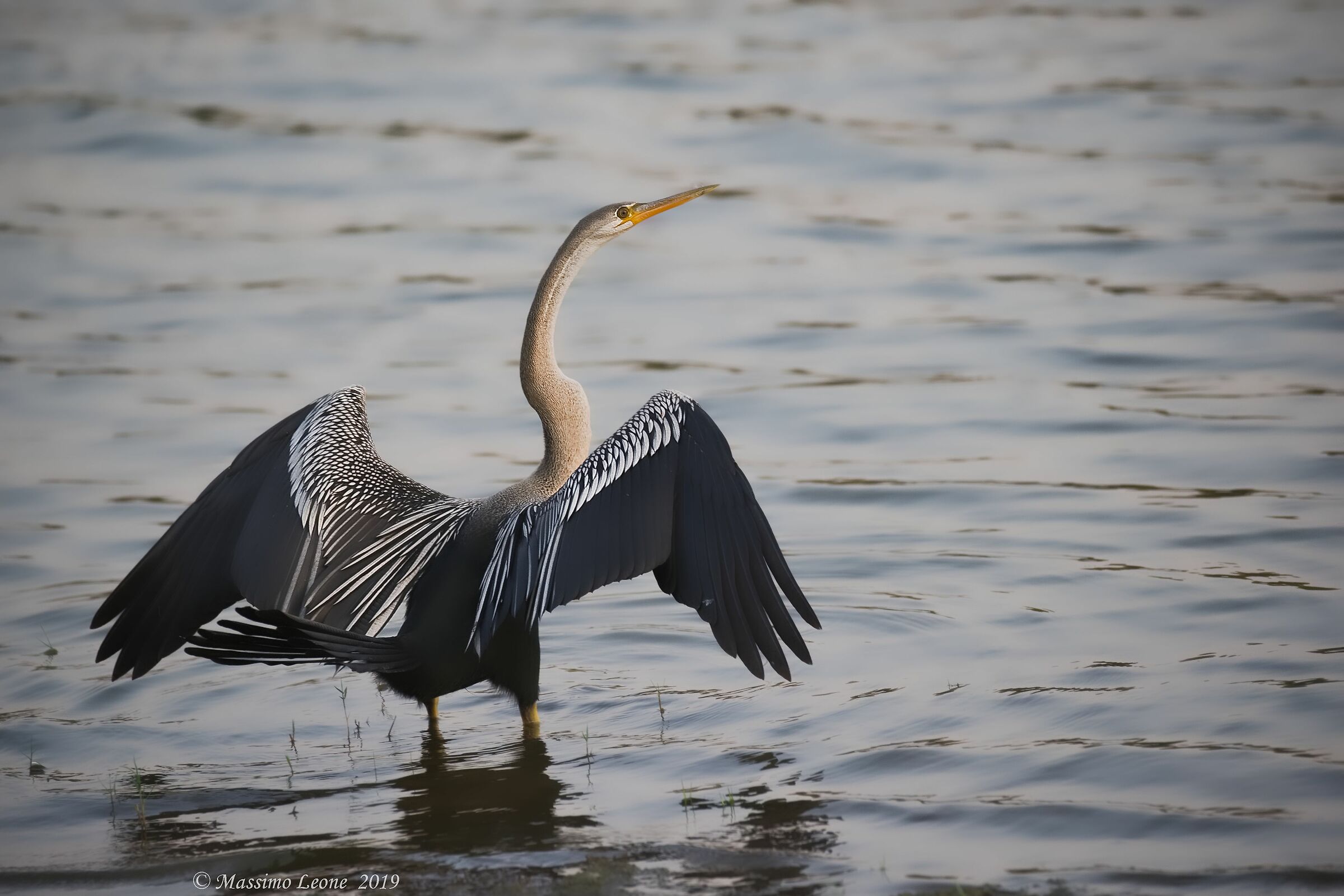 Oriental Darter (Anhinga melanogaster)