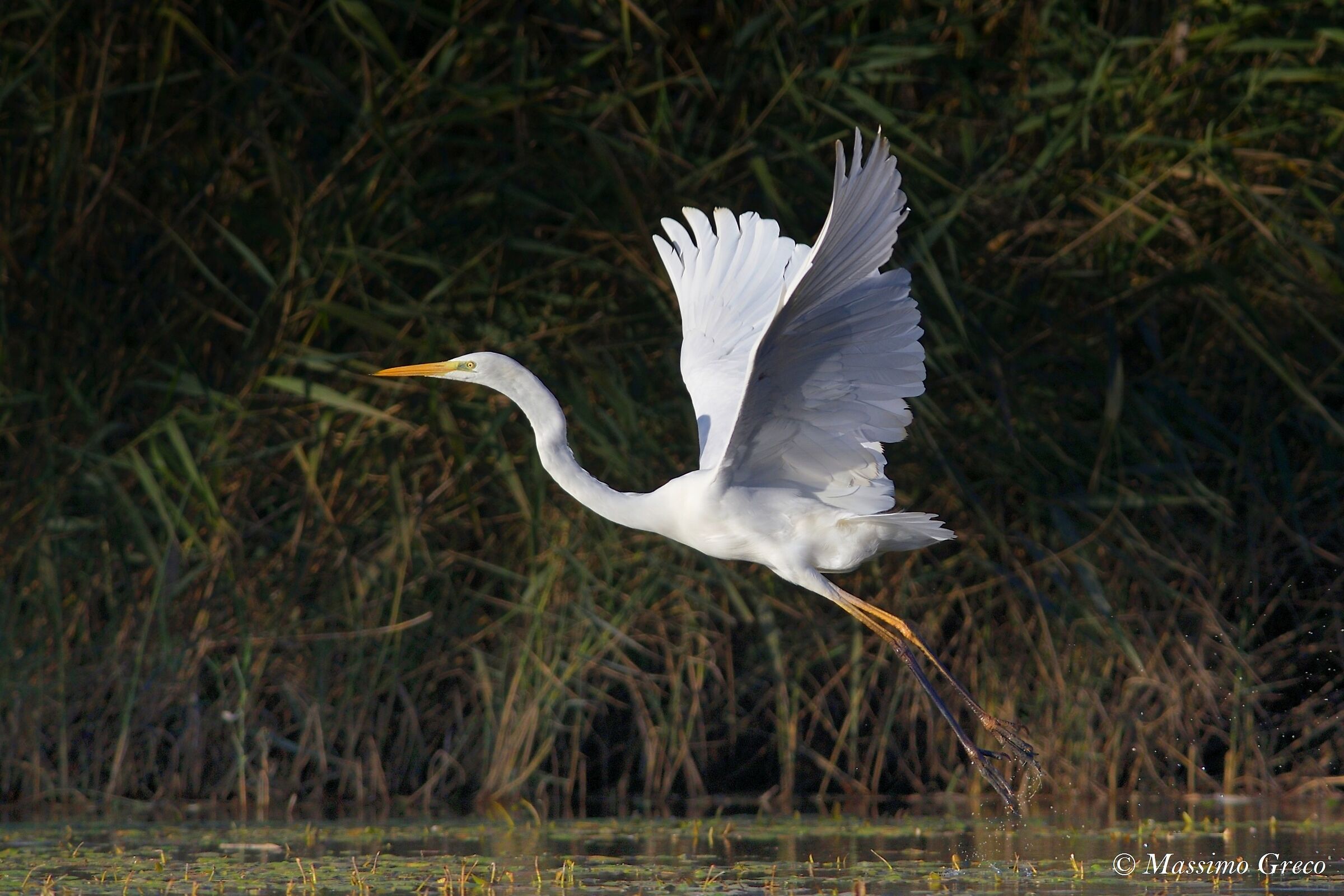 Major white heron