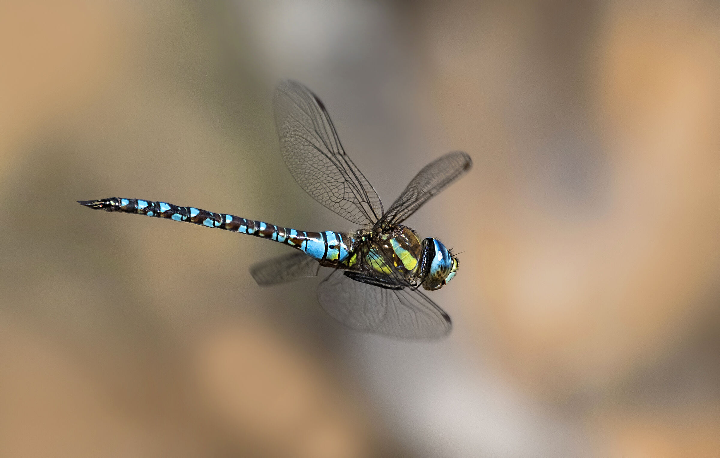 anax imperator