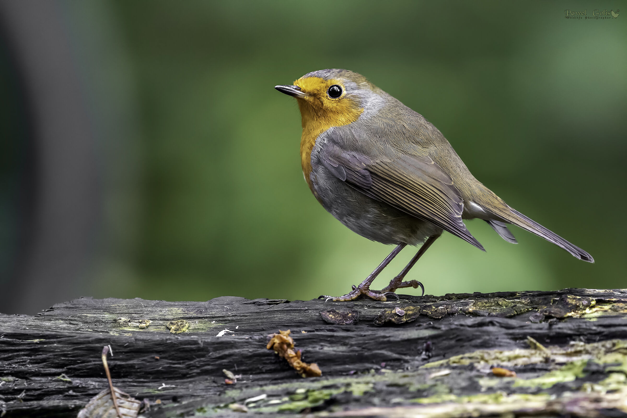 Pettirosso europeo (Erithacus rubecula)