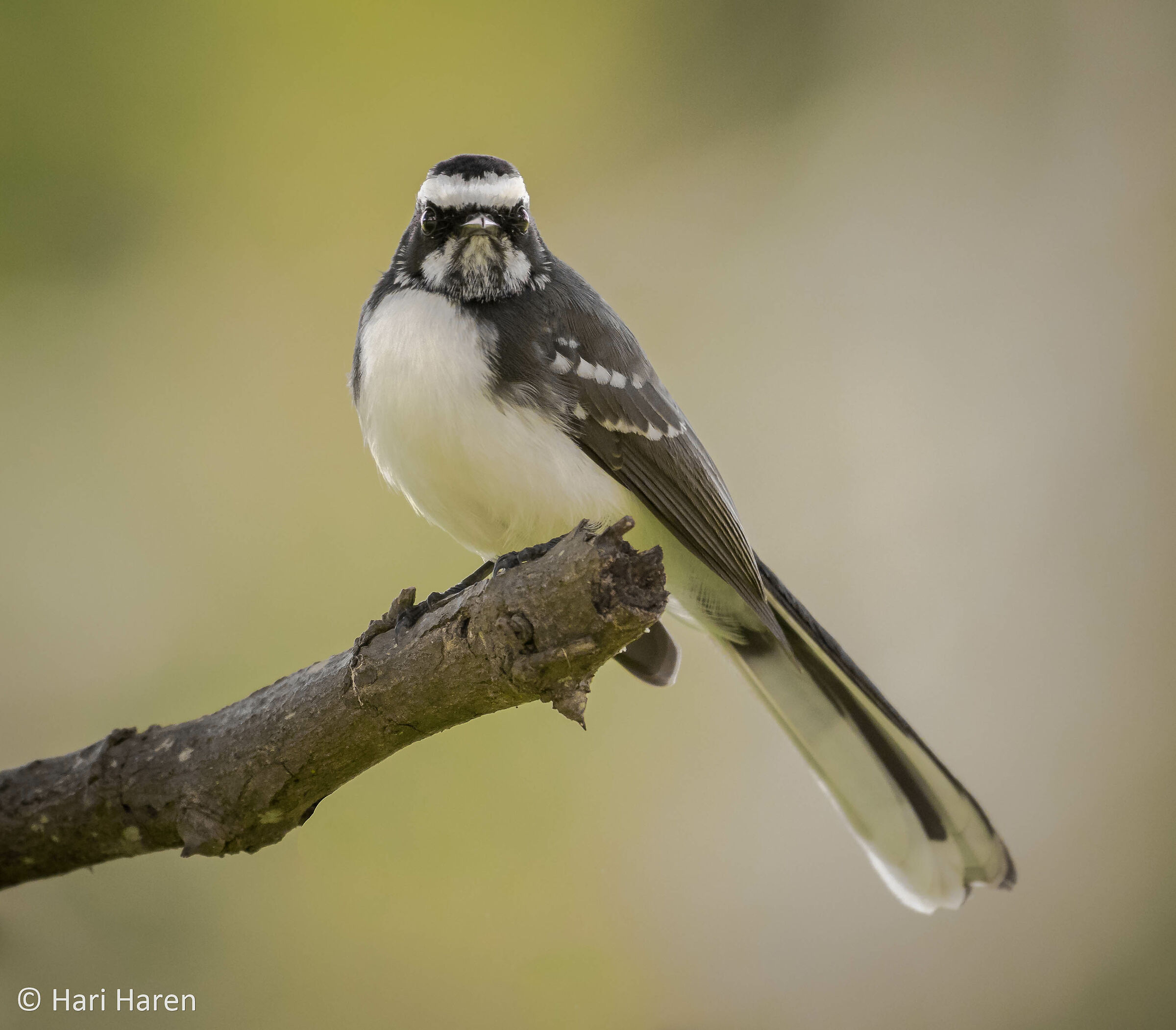 white-browed fantail