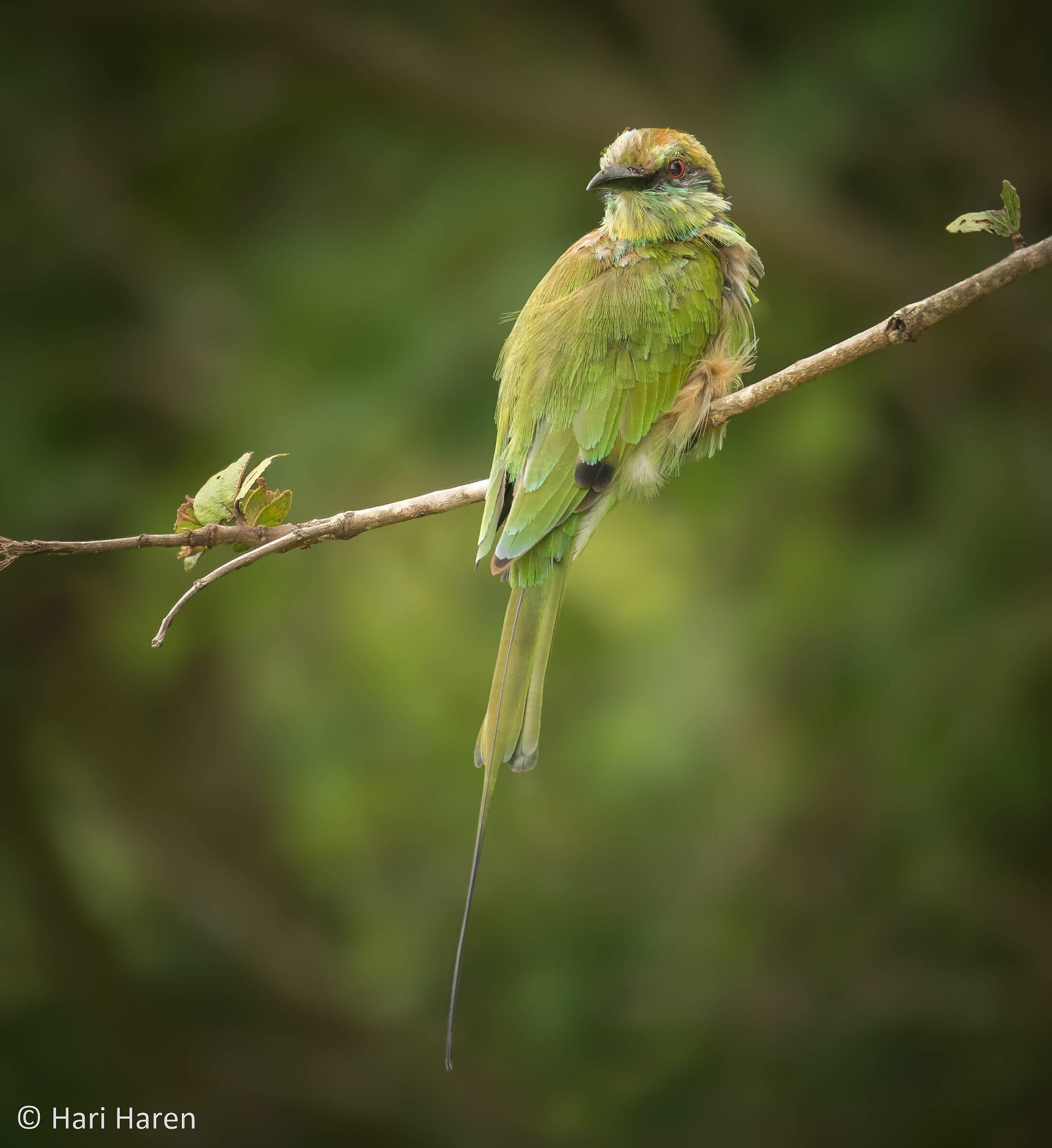 Green bee-eater
