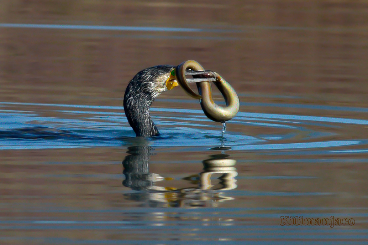 Cormorant greedy