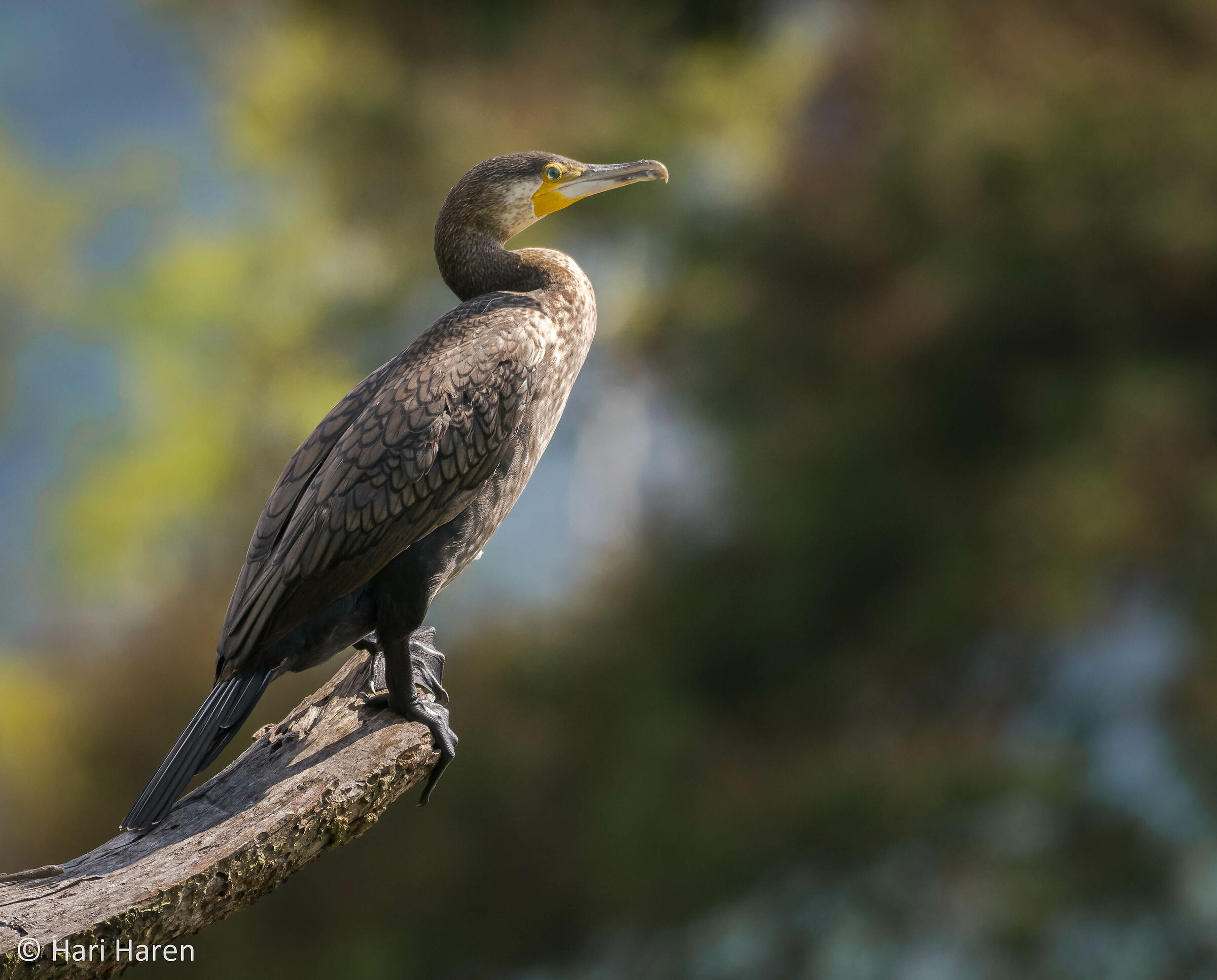 Great cormorant