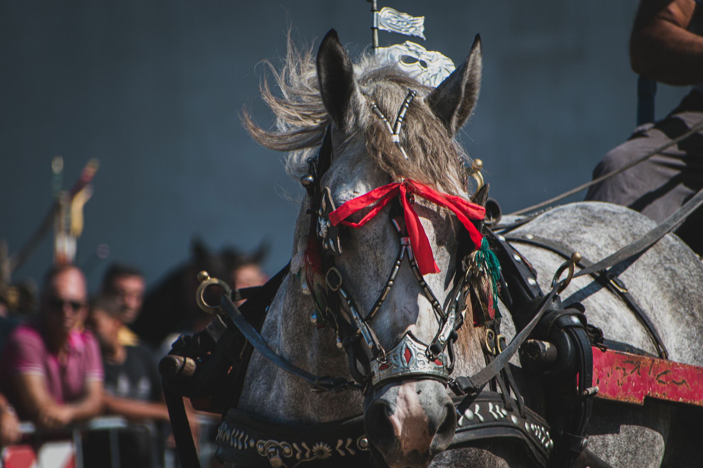La passeggiata del vincitore