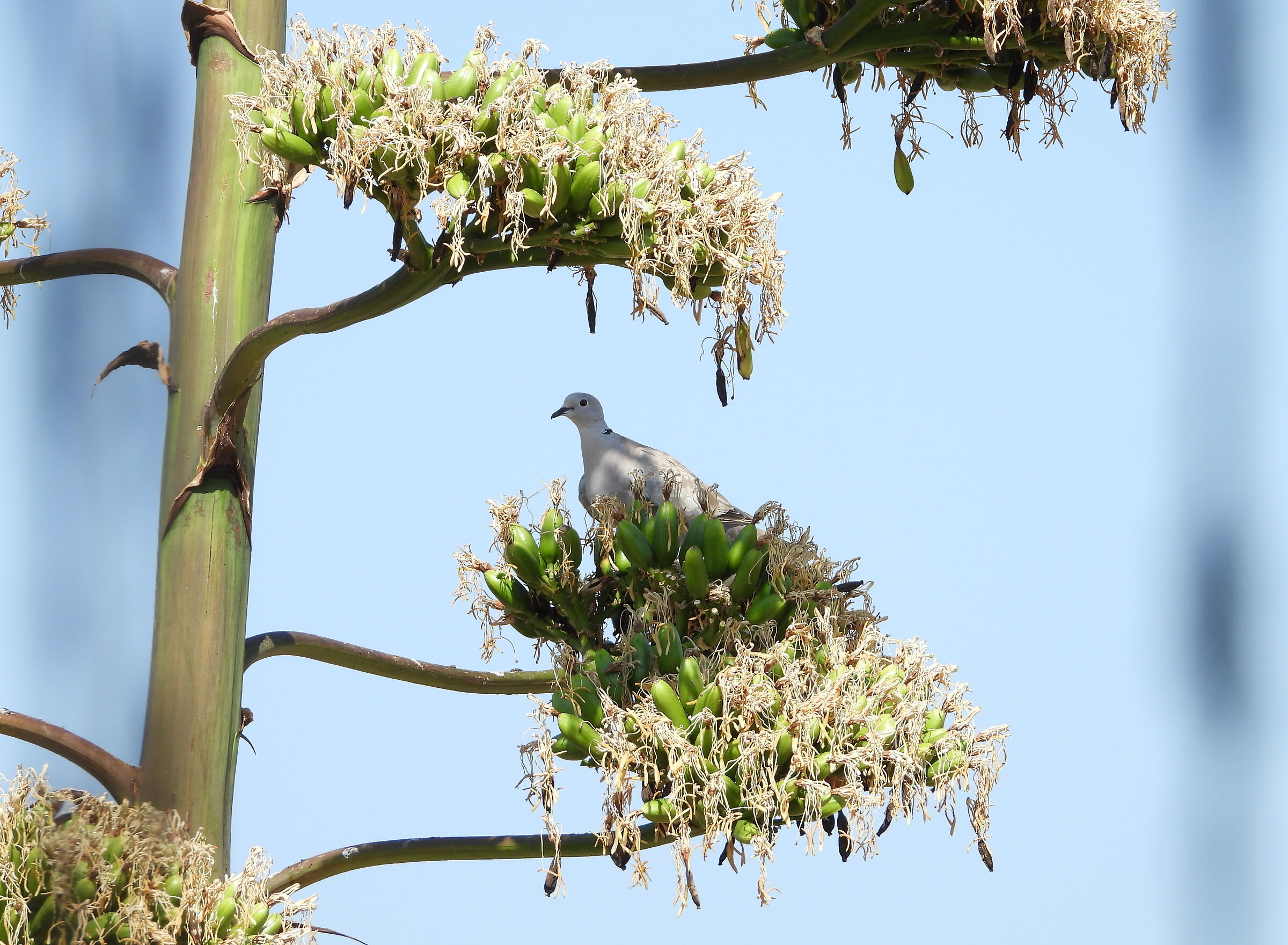 Ombra provvidenziale