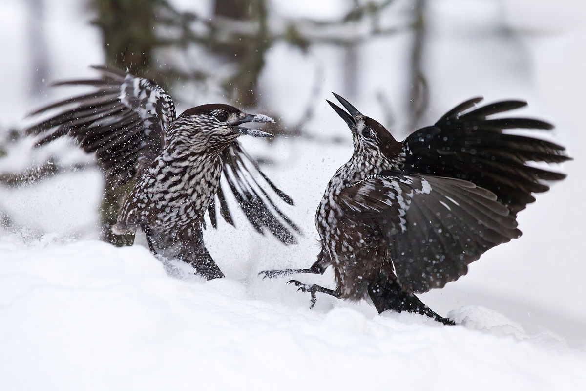 war between nutcrackers