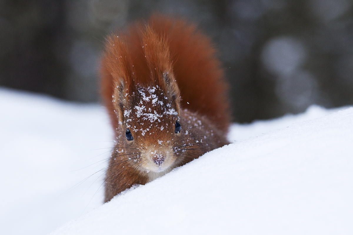 ... ci spiano dal fronte!!!