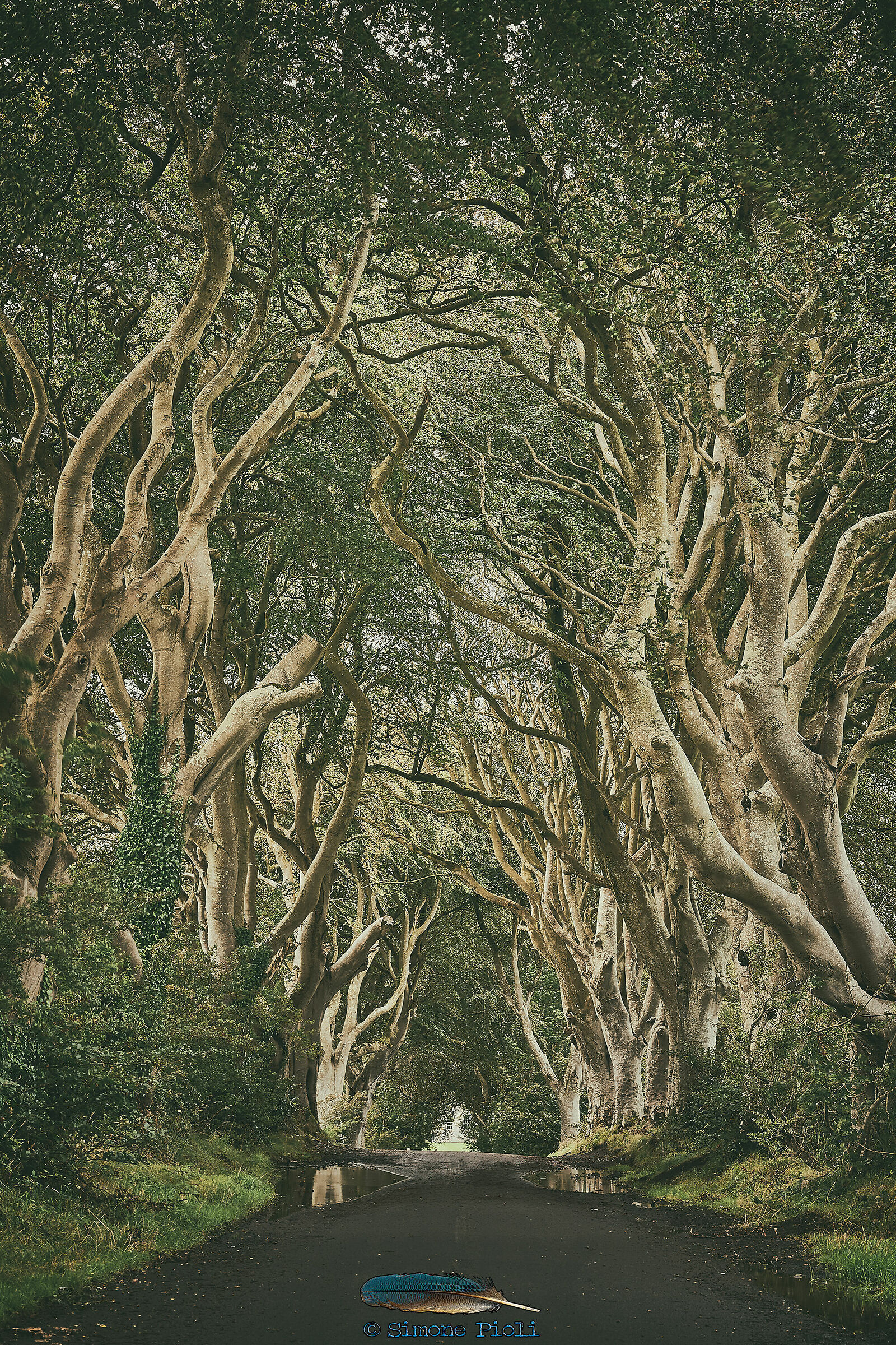 The Dark Hedges