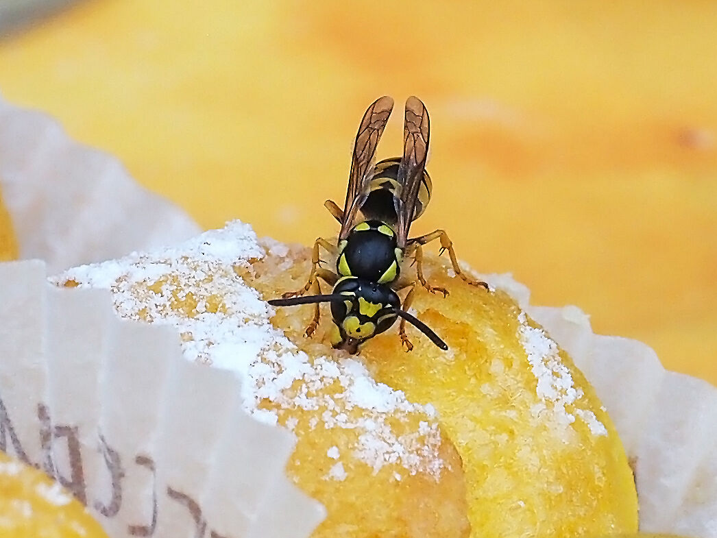 vespa che degusta il pasticcino