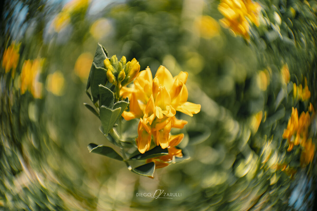 Yellow flower