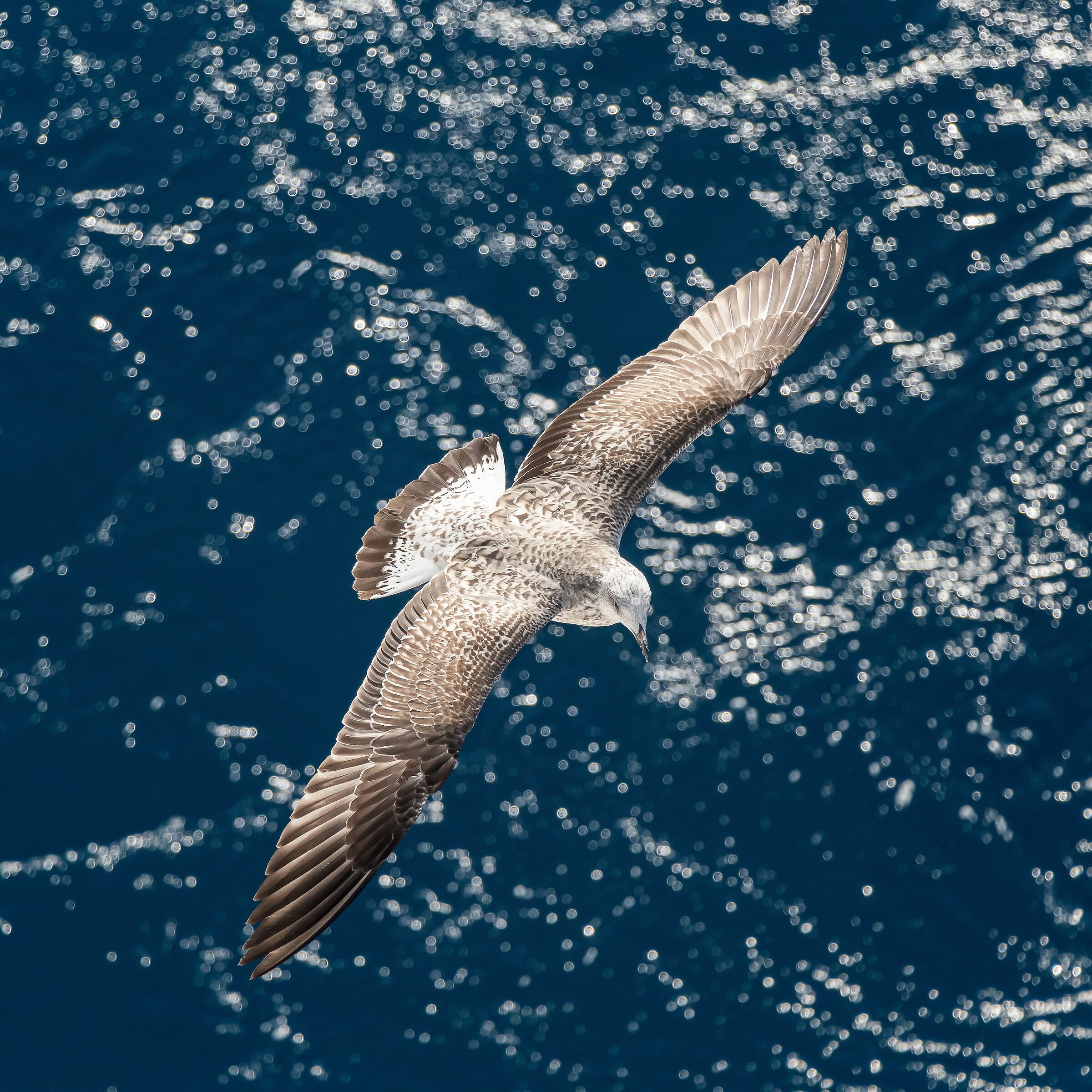 Nel blu dipinto di blu...