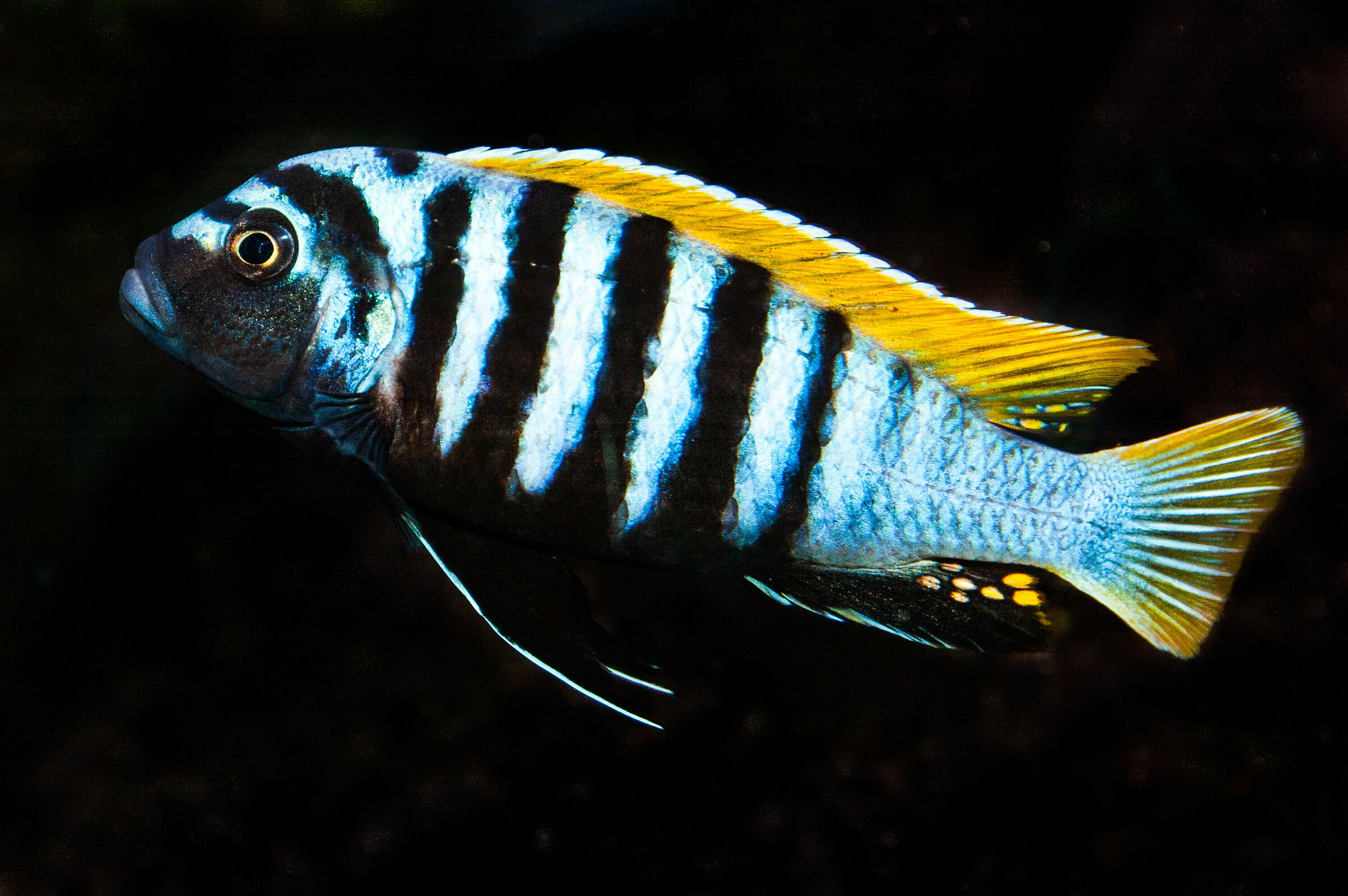 Cynotilapia Afra jalo Reef