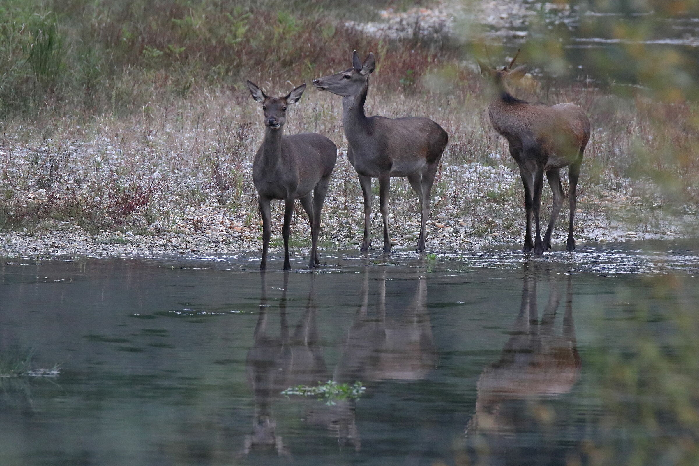 riflessi sulle rive del Piave
