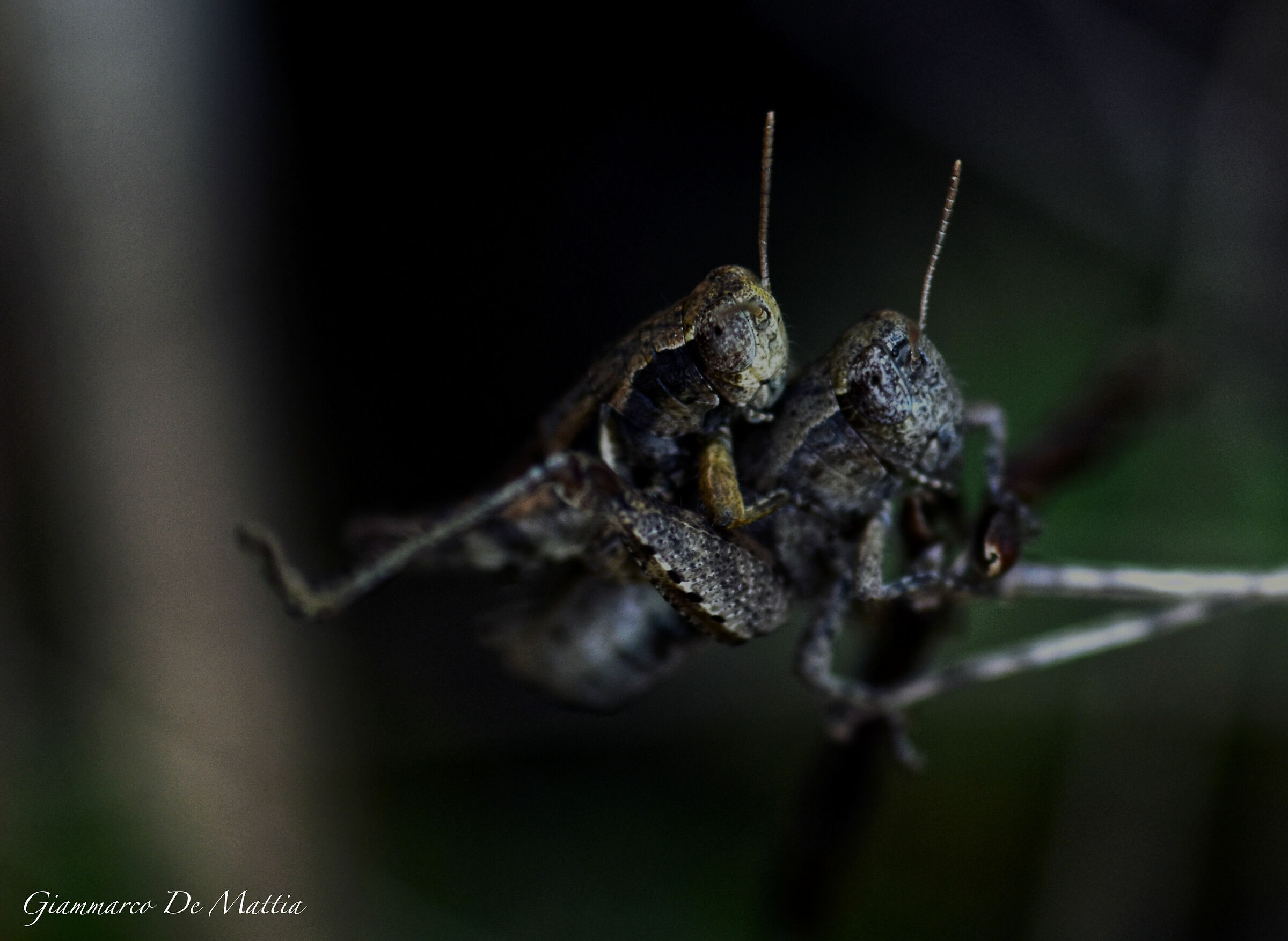 Famigliola di grilli