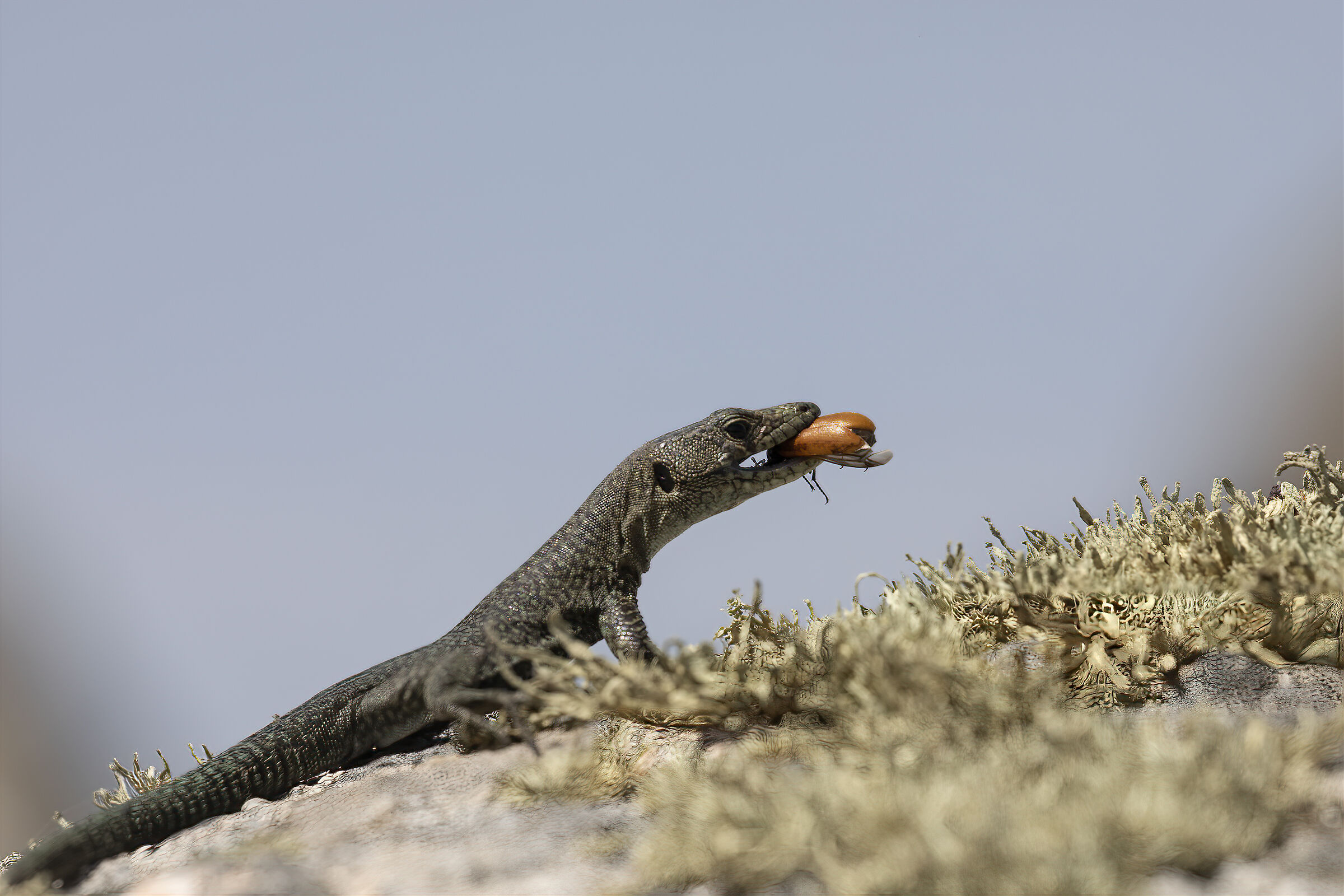 Archeolacerta bedriaga