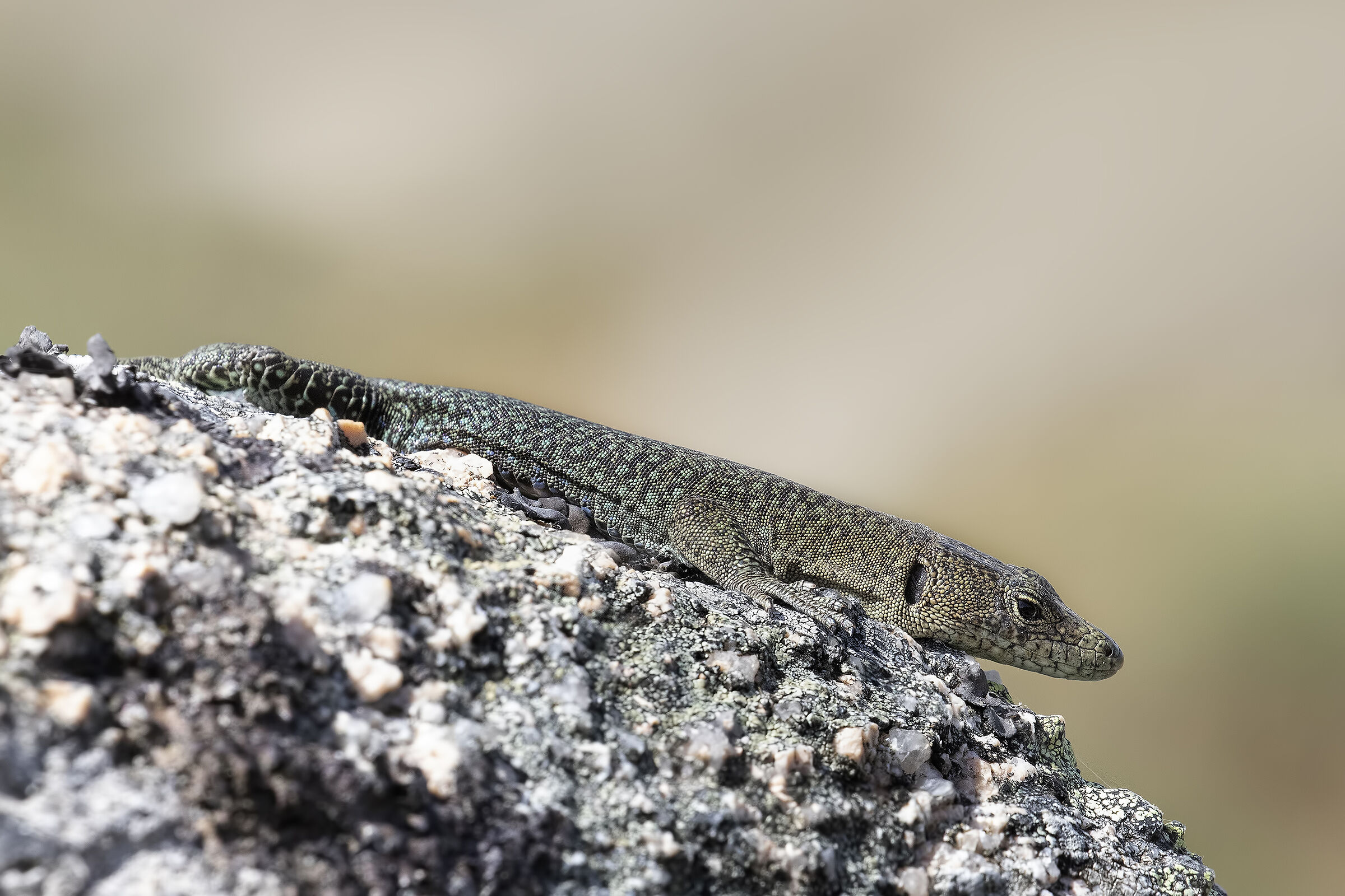 Archeolacerta bedriaga