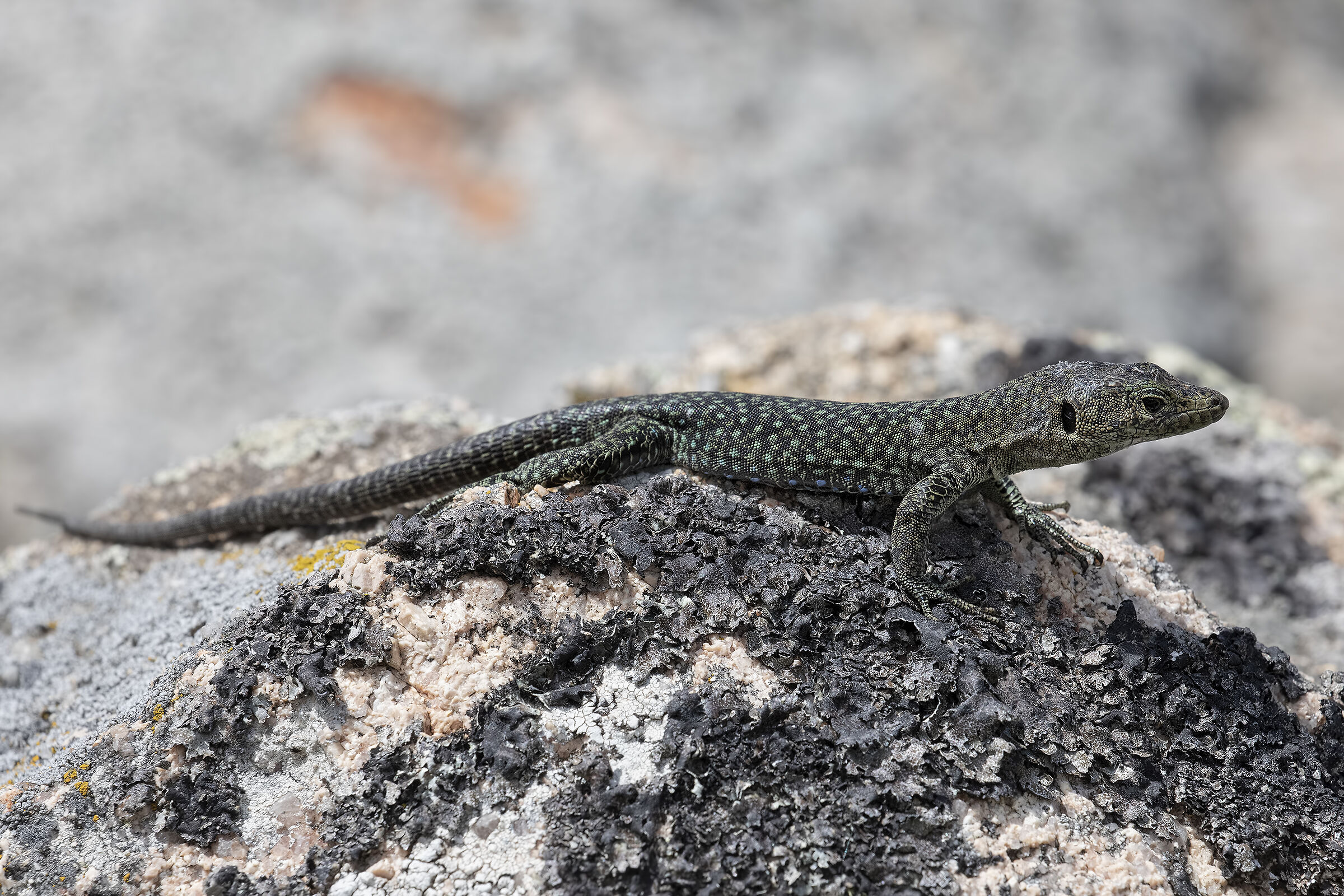 Archeolacerta bedriagae