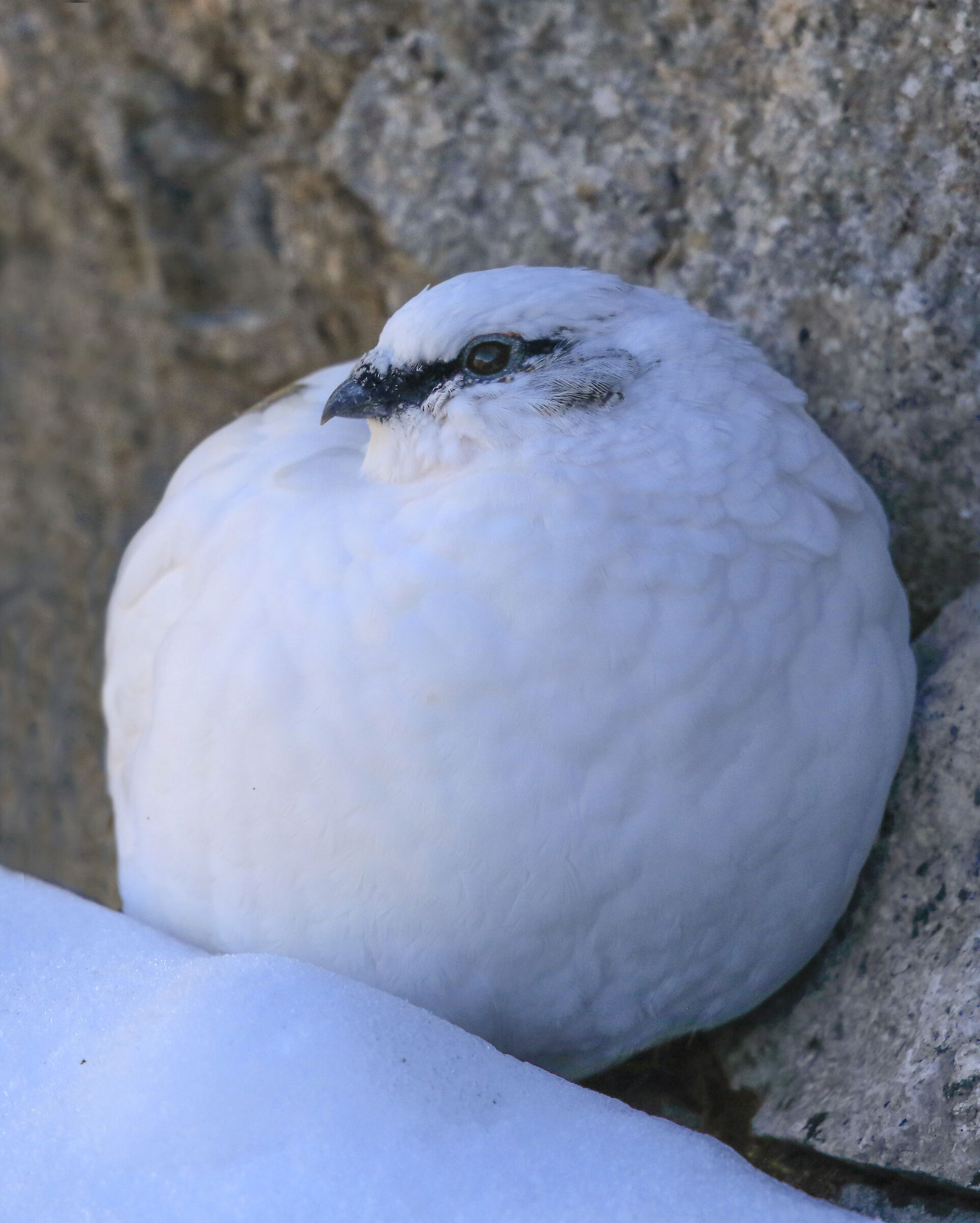 snowball white partridge