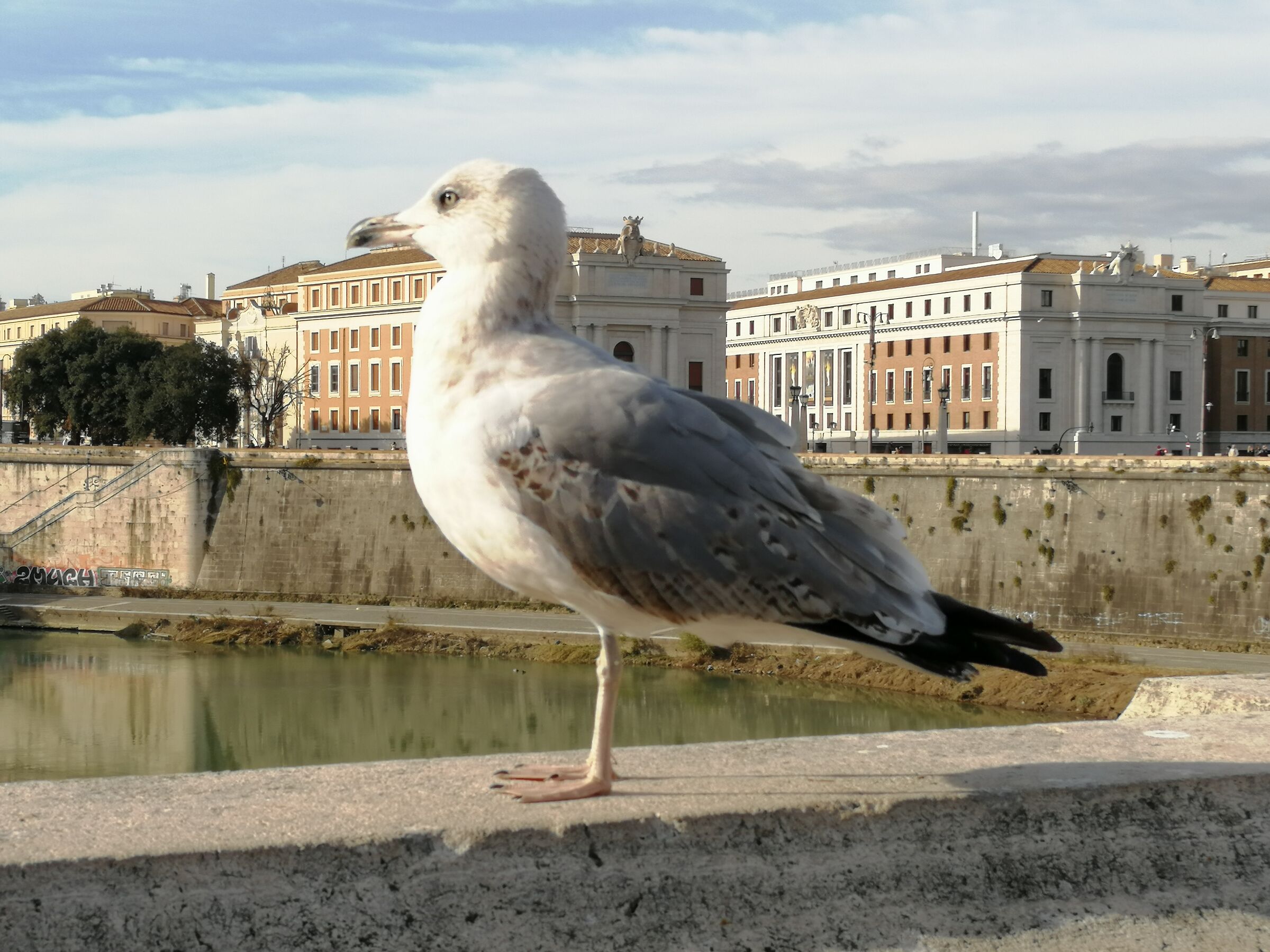 Gabbiano seconda posa