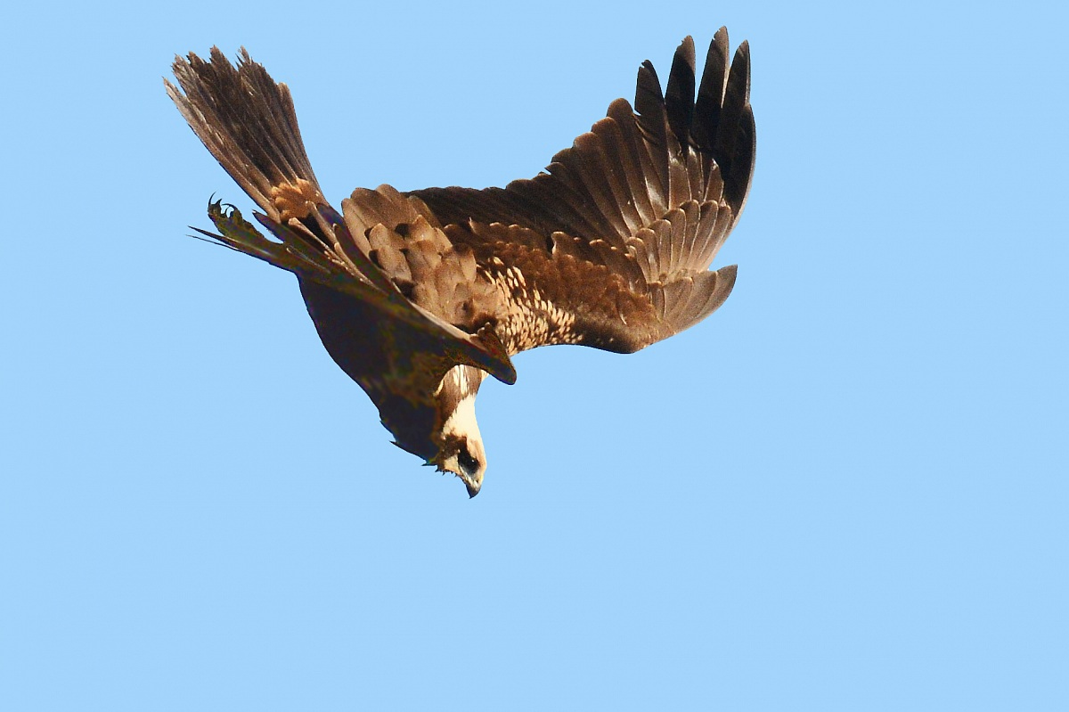 the beat of the marsh harrier