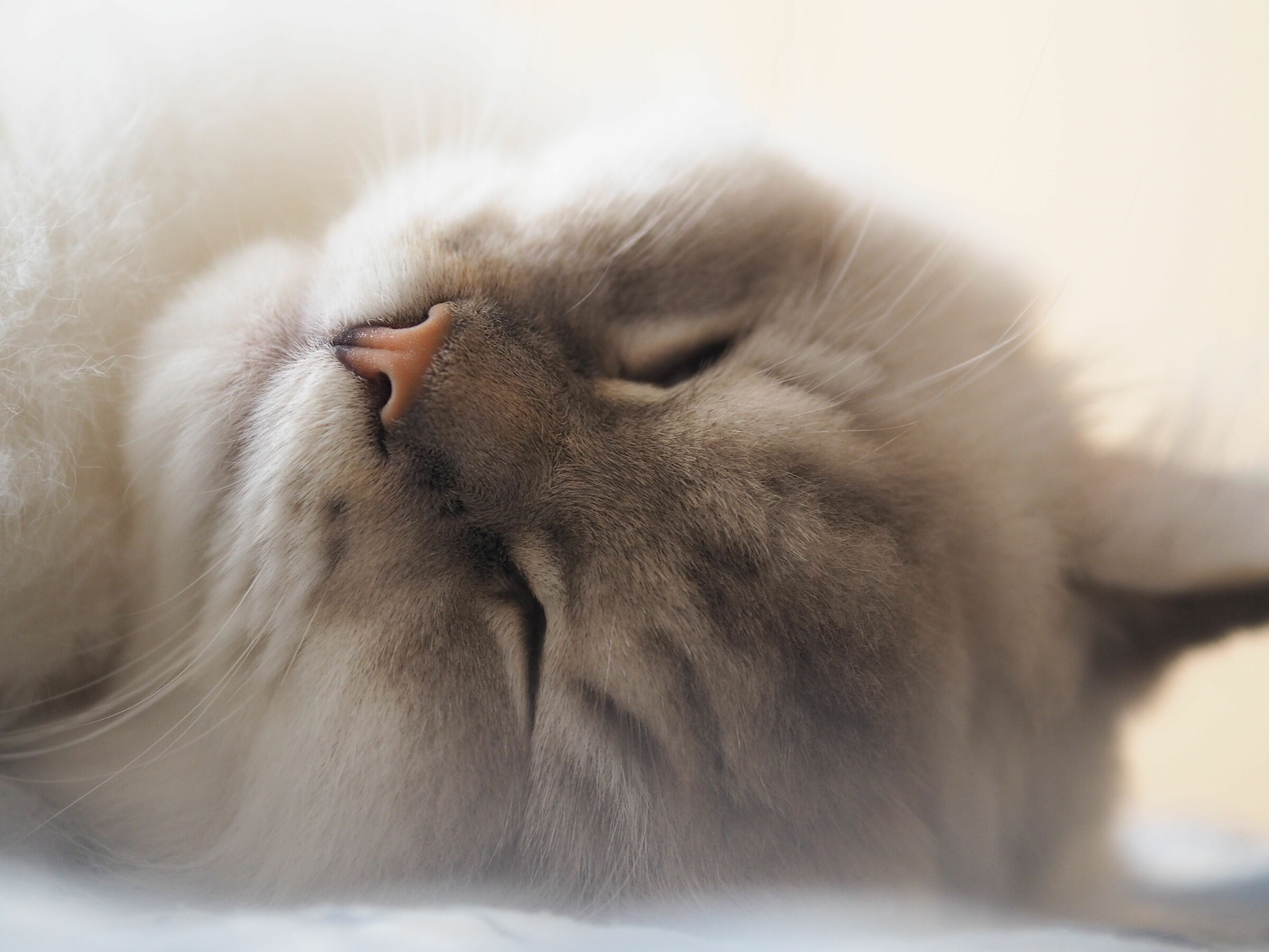Sleeping Beauty