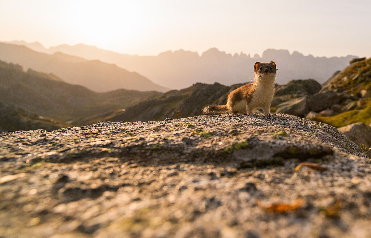 L'alba con l'ermellino